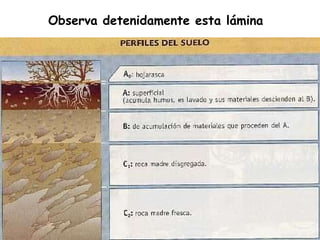 Observa detenidamente esta lámina 