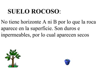 SUELO ROCOSO : No tiene horizonte A ni B por lo que la roca aparece en la superficie. Son duros e inpermeables, por lo cual aparecen secos  