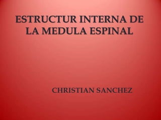 ESTRUCTUR INTERNA DE
LA MEDULA ESPINAL

CHRISTIAN SANCHEZ

 