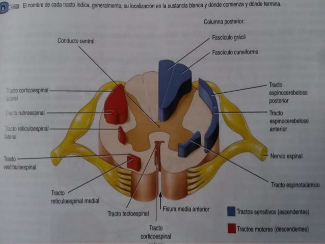 Estructur interna de la medula espinal