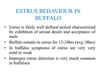 ESTRUS BEHAVIOUR IN
BUFFALO
• Estrus is fairly well defined period characterized
by exhibition of sexual desire and acceptance of
male
• Buffalo remain in estrus for 12-24hrs (avg 18hrs)
• In buffalos symptoms of estrus are very very
mild or weak
• Improper estrus detection is very much common
in buffaloes
 