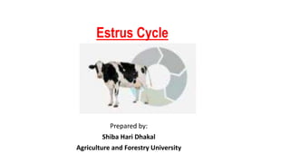Estrus Cycle
Prepared by:
Shiba Hari Dhakal
Agriculture and Forestry University
 