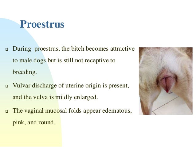 what is heat cycle for dogs