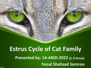 Estrus Cycle of Cat Family
Presented by: 14-ARID-2022 (E, B Group)
Faisal Shahzad Somroo
 