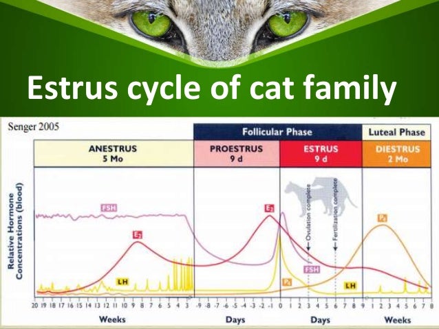 cat period cycle