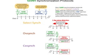 Synchronization Example In Animal Behavior Estrus Synchronization In Domestic Animals ASmat-1.pptx
