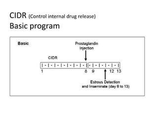 Comprehensive Estrus Synchronization Programs and Protocols in Cattle ...