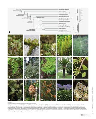22
I.
A
NATUREZA
E
A
ESTRUTURA
DAS
PLANTAS
FIGURA 3
Relações evolutivas entre os grandes grupos de plantas terrestres.
A) Filogenia baseada em Liu et al. (2014) e Yang et al. (2019) para os ‘briófitos’, Testo & Sundue (2016) e Schuettpelz et al. (2016) para os fetos, Ran et al. (2018) para as gimnospérmicas e Ruhfel
et al. (2014) para as angiospérmicas; nomenclatura resumida no Quadro 2. B) Conocephalum conicum (Conocephalaceae, Marchantiidae). C) Bryum dichotomum (Bryaceae, Bryidae). D) Phaeocerus sp.
(Notothyladaceae, Anthocerotidae). E) Huperzia dentata (Huperziaceae, Lycopodiidae). F) Equisetum telmatea (Equisetaceae, Equisetidae). G) Botrychium lunaria (Ophioglossaceae, Ophioglossidae).
H) Marattia laevis (Marattiaceae, Marattiidae). I) Culcita macrocarpa (Culcitaceae, Polypodiidae). J) Cycas revoluta (Cycadaceae, Cydadidae). K) Ginkgo biloba (Ginkgoaceae, Ginkgoidae). L) Metasequoia
glyptostroboides (Cupressaceae, Cupressidae). M) Larix decidua (Pinaceae, Pinidae). N) Ephedra fragilis (Ephedraceae, Gnetidae). O) Agapanthus africanus (Amaryllidaceae, Magnoliidae). P) Lophira lanceolata
(Ochnaceae, Magnoliidae). [A) original; B‑F e H‑P) fotografias do autor; G) Wikimedia Commons.]
B
G
L
C
H
M
D
I
N
E
J
O
F
K
P
Marchantiidae (hepáticas)
Bryidae (musgos)
Anthocerotidae (antóceros)
Lycopodiidae (licófitos)
Equisetidae (equisetófitos)
Ophioglossidae (ophioglossófitos)
Marattiidae (marattiófitos)
Polypodiidae (polipodiófitos)
Cycadidae (cicas)
Ginkgoidae (ginkgos)
Cupressidae (cupressófitos)
Pinidae (pinófios)
Gnetidae (gnetófitos)
Magnoliidae (angiospérmicas)
'Coníferas'
Espermatófitos
(plantas
fanerogâmicas)
'Pteridófitos'
'Plantas
de
esporulação
livre'
('plantas
criptogâmicas')
'Briófitos'
Embriófitos
(plantasterrestres)
Estomatófitos
(plantasestomadas)
Traqueófitos
(plantasvasculares)
Monilófitos (fetos)
Gimnospérmicas
Eufilófitos
(cormófitos)
Espermatófitos
(plantascomsemente)
A
DISTRIBUIÇÃO GRATUITA. NÃO É PERMITIDA A COMERCIALIZAÇÃO.
©
 