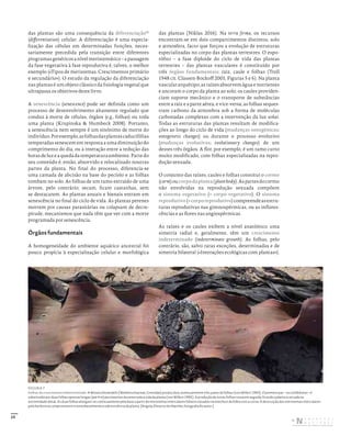 25
das plantas são uma consequência da diferenciação11
(differentiation) celular. A diferenciação é uma especia-
lização das células em determinadas funções, neces-
sariamente precedida pela transição entre diferentes
programasgenéticosanívelmeristemático–apassagem
da fase vegetativa à fase reprodutiva é, talvez, o melhor
exemplo («Tipos de meristemas. Crescimentos primário
e secundário»). O estudo da regulação da diferenciação
nas plantas é um objeto clássico da fisiologia vegetal que
ultrapassa os objetivos deste livro.
A senescência (senescence) pode ser definida como um
processo de desenvolvimento altamente regulado que
conduz à morte de células, órgãos (e.g., folhas) ou toda
uma planta (Krupinska & Humbeck 2008). Portanto,
a senescência nem sempre é um sinónimo de morte do
indivíduo.Porexemplo,asfolhasdasplantascaducifólias
temperadas senescem em resposta a uma diminuição do
comprimento do dia, ou à interação entre a redução das
horasdeluzeaquedadatemperaturaambiente.Partedo
seu conteúdo é, então, absorvido e relocalizado noutras
partes da planta. No final do processo, diferencia-se
uma camada de abcisão na base do pecíolo e as folhas
tombam no solo. As folhas de um ramo extraído de uma
árvore, pelo contrário, secam, ficam castanhas, sem
se destacarem. As plantas anuais e bienais entram em
senescência no final do ciclo de vida. As plantas perenes
morrem por causas parasitárias ou colapsam de decre-
pitude, mecanismos que nada têm que ver com a morte
programada por senescência.
Órgãos fundamentais
A homogeneidade do ambiente aquático ancestral foi
pouco propícia à especialização celular e morfológica
das plantas (Niklas 2016). Na terra firma, os recursos
encontram-se em dois compartimentos distintos, solo
e atmosfera, facto que forçou a evolução de estruturas
especializadas no corpo das plantas terrestres. O espo-
rófito – a fase diploide do ciclo de vida das plantas
terrestres – das plantas vasculares é constituído por
três órgãos fundamentais: raiz, caule e folhas (Troll
1948 cit. Classen-Bockoff 2001; Figuras 5 e 6). Na planta
vascular arquétipo, as raízes absorvem água e nutrientes
e ancoram o corpo da planta ao solo; os caules providen-
ciam suporte mecânico e o transporte de substâncias
entre a raiz e a parte aérea, e vice-versa; as folhas seques-
tram carbono da atmosfera sob a forma de moléculas
carbonadas complexas com a intervenção da luz solar.
Todas as estruturas das plantas resultam de modifica-
ções ao longo do ciclo de vida (mudanças ontogénicas;
ontogenetic changes) ou durante o processo evolutivo
(mudanças evolutivas; evolutionary changes) de um
destes três órgãos. A flor, por exemplo, é um ramo curto
muito modificado, com folhas especializadas na repro-
dução sexuada.
O conjunto das raízes, caules e folhas constitui o cormo
(corm)oucorpodaplanta(plantbody).Aspartesdocormo
não envolvidas na reprodução sexuada compõem
o sistema vegetativo (= corpo vegetativo). O sistema
reprodutivo(=corporeprodutivo)compreendeasestru-
turas reprodutivas nas gimnospérmicas, ou as inflores-
cências e as flores nas angiospérmicas.
As raízes e os caules exibem a nível anatómico uma
simetria radial e, geralmente, têm um crescimento
indeterminado (indeterminate growth). As folhas, pelo
contrário, são, salvo raras exceções, determinadas e de
simetria bilateral («Interações ecológicas com plantas»).
FIGURA 7
Folhas de crescimento indeterminado. A Welwitschia mirabilis (Welwitschiaceae, Gnetidae) produz dois, eventualmente três, pares de folhas (von Willert 1993). O primeiro par – os cotilédones – é
substituído por duas folhas opostas longas (até 4 m) persistentes durante toda a vida da planta (von Willert 1995). A produção de novas folhas cessa em seguida, ficando a planta truncada na
extremidade distal. As duas folhas alongam‑se continuamente pela base a partir de meristemas intercalares foliares situados na interface da folha com a coroa. A destruição dos meristemas intercalares
pela herbivoria comprometem irremediavelmente a sobrevivência da planta. [Angola, Deserto do Namibe; fotografia do autor.]
DISTRIBUIÇÃO GRATUITA. NÃO É PERMITIDA A COMERCIALIZAÇÃO.
©
 