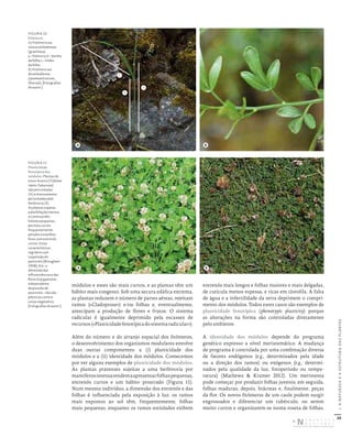 30
I.
A
NATUREZA
E
A
ESTRUTURA
DAS
PLANTAS
módulos e estes são mais curtos, e as plantas têm um
hábito mais congesto. Sob uma secura edáfica extrema,
as plantas reduzem o número de partes aéreas, rejeitam
ramos («Cladoptose») e/ou folhas e, eventualmente,
antecipam a produção de flores e frutos. O sistema
radicular é igualmente deprimido pela escassez de
recursos(«Plasticidadefenotípicadosistemaradicular»).
Além do número e do arranjo espacial dos fitómeros,
o desenvolvimento dos organismos modulares envolve
duas outras componentes: a (i) plasticidade dos
módulos e a (ii) identidade dos módulos. Comecemos
por ver alguns exemplos de plasticidade dos módulos.
As plantas pratenses sujeitas a uma herbivoria por
mamíferosintensatendemaapresentarfolhaspequenas,
entrenós curtos e um hábito prostrado (Figura 11).
Num mesmo indivíduo, a dimensão dos entrenós e das
folhas é influenciada pela exposição à luz: os ramos
mais expostos ao sol têm, frequentemente, folhas
mais pequenas, enquanto os ramos estiolados exibem
entrenós mais longos e folhas maiores e mais delgadas,
de cutícula menos espessa, e ricas em clorofila. A falta
de água e a infertilidade da terra deprimem o compri-
mento dos módulos. Todos estes casos são exemplos de
plasticidade fenotípica (phenotypic plasticity) porque
as alterações na forma são controladas diretamente
pelo ambiente.
A identidade dos módulos depende do programa
genético expresso a nível meristemático. A mudança
de programa é controlada por uma combinação diversa
de fatores endógenos (e.g., determinados pela idade
ou a direção dos ramos) ou exógenos (e.g., determi-
nados pela qualidade da luz, fotoperíodo ou tempe-
ratura) (Mathews & Kramer 2012). Um meristema
pode começar por produzir folhas juvenis; em seguida,
folhas maduras; depois, brácteas e, finalmente, peças
da flor. Os novos fitómeros de um caule podem surgir
engrossados e diferenciar um tubérculo, ou serem
muito curtos e organizarem-se numa roseta de folhas,
FIGURA 10
Fitómero.
A) Fitómero nas
monocotiledóneas
(gramínea):
a – fitómero; b – bainha
da folha; c – limbo
da folha.
B) Fitómero nas
dicotiledóneas
(Jasminum fruticans,
Oleaceae). [Fotografias
do autor.]
FIGURA 11
Plasticidade
fenotípica dos
módulos. Plantas de
trevo‑branco (Trifolium
repens, Fabaceae)
não perturbadas
(A) e intensamente
perturbadas pela
herbivoria (B).
As plantas sujeitas
a desfoliação intensa
e contínua têm
folíolos pequenos,
pecíolos curtos
frequentemente
peludos e estolhos
finos com entrenós
curtos. Estas
características
regridem com
suspensão do
pastoreio (Brougham
1958). N.b.: a
dimensão das
inflorescências e das
flores é largamente
independente
da pressão de
pastoreio – não são
plásticas como o
corpo vegetativo.
[Fotografias do autor.]
a
b
c
B
B
A
A
DISTRIBUIÇÃO GRATUITA. NÃO É PERMITIDA A COMERCIALIZAÇÃO.
©
 