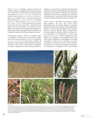 35
Ocorre herbivoria (fitofagia; herbivory) quando um
organismo ingere um organismo fotossintético ou parte
dele. A herbivoria é classificada em função das partes
consumidas: os mamíferos ramejadores (browsers; e.g.,
girafas, corços e cabras) e os mamíferos forrageadores
(grazers; e.g., búfalos, vacas e ovelhas) alimentam-se,
respetivamente, de renovos22
e de erva23
; as espécies
granívoras comem sementes, e as frugívoras frutos.
Os fitófagos de flores foram importantes na história
evolutiva da flor. Num sentido lato, a herbivoria inclui
alguns tipos de parasitismo; e.g., consumo de seiva
floémica por insetos com armadura bucal picadora-su-
gadora (e.g., afídeos), a formação de galhas («Galhas») ou
a ingestão do mesofilo das folhas por lagartas mineiras.
Nas florestas tropicais, 10-25% da superfície foliar
é anualmente consumida por insetos (Janzen 1981).
Este valor é ainda superior nas pastagens24
(grasslands)
naturais e seminaturais25
. Para reduzir os efeitos da
herbivoria, as plantas desenvolveram diversos sistemas
de defesa, como sejam a acumulação de compostos
secundários repelentes ou tóxicos, pelos glandulares,
espinhos, ou, como refiro em seguida, mutualismos de
proteção.Aatualdiversidadeeabundânciademamíferos
ungulados (e.g., bovídeos e cervídeos) e de ecossitemas-
-pastagem é produto de um longo processo coevolutivo
entre gramíneas e mamíferos herbívoros grosso modo
iniciado na segunda metade do Cenozoico (volume II).
O termo simbiose (symbiosis)26
tem origem na palavra
grega symbioun, que quer dizer «viver junto».
Apropriadamente, em ecologia, designa as interações
fisicamente próximas, por vezes de estreita dependência
(absoluta ou não), entre indivíduos de duas espécies
distintas (Lang & Benbow 2013). Reconhecem-se
três tipos maiores de relações simbióticas (Figura 13):
(i) comensalismo, (ii) parasitismo e (iii) mutua-
lismo. O comensalismo implica vantagens para uma
espécie, sem vantagens ou desvantagens para outra.
Uma carraça27
vigilante na extremidade de uma folha
a aguardar o contacto de um mamífero, um líquen
incrustado no tronco de uma árvore, muitas espécies
de bactérias que vivem das exsudações radiculares,
e as bromélias e as orquídeas epífitas28
são exemplos
FIGURA 13
Simbiose. A) Mutualismo nutricional – cultura de centeio em Trás‑os‑Montes (Portugal). B) Comensalismo – bromélia epífita do género Tillandsia (Bromeliaceae) numa
floresta tropical da Colômbia. C) Hemiparasitismo – Buchnera sp. (Orobanchaceae) na savana angolana. D) Hemiparasitismo – a Striga hermonthica (Orobanchaceae)
parasita do milho (na figura), sorgo, milheto e arroz de sequeiro, quatro das mais importantes culturas agrícolas de África, com um impacto gravíssimo na agricultura
familiar africana (perdas de produção que podem atingir os 100%) (Runo & Kuria 2018). E) Parasitismo – Orobanche rapum-genistae (Orobanchaceae) a parasitar giesta‑
branca (Cytisus multiflorus, Fabaceae) no Norte de Portugal; n.b.: ausência de clorofila. [A), B) e E) Fotografias do autor; C) Angola, cortesia de António Martins; D) Quénia,
cortesia de Abdullahi Ibrahim.]
A
C D
B
E
DISTRIBUIÇÃO GRATUITA. NÃO É PERMITIDA A COMERCIALIZAÇÃO.
©
 