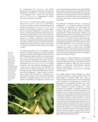 36
I.
A
NATUREZA
E
A
ESTRUTURA
DAS
PLANTAS
de comensalismo. No parasitismo, uma espécie
(parasita) tem vantagens em detrimento de uma outra
(hospedeiro). Geralmente, os parasitas enfraquecem
o seu hospedeiro, sem o matar, mas nem sempre.
As plantas hemiparasitas complementam o parasi-
tismo com fotossíntese – são verdes.
O mutualismo é uma interação ecológica com ganhos
mútuos. No mutualismo obrigatório, a sobrevivência
de uma ou de todas as espécies envolvidas depende da
interação mutualista; no mutualismo facultativo há
ganhos sem dependência. Seguindo a mesma lógica,
fala-se em parasitas obrigatórios e em parasitas facul-
tativos. O conceito de mutualismo é hoje bastante lato,
não implicando dependência ou uma história evolutiva
comum (coevolução). O mutualismo evolui mais rapi-
damente se envolver organismos evolutivamente
distantes, com capacidades complementares que podem
ser usadas em benefício mútuo. As relações mutualistas
colapsam se um dos mutualistas começa a fazer batota,
i.e., se beneficia da relação sem dar nada em troca (Leigh
Jr. 2010).
As relações mutualistas são tão frequentes quanto
diversas. 19-50% das interações ao nível do ecossistema
são de tipo mutualista (Stone & Roberts 1991). Bronstein
(2015) organiza do seguinte modo as interações mutua-
listas: (i) mutualismos nutricionais; (ii) mutualismos
de transporte; (iii) mutualismos de proteção. As micor-
rizas e as infeções de bactérias diazotróficas, dois tipos
fundamentais de mutualismo nutricional no mundo
das plantas, têm uma expressão morfológica evidente
a nível da raiz, razão pela qual são detalhadas no
capítulo «Raiz». A relação dos humanos com os cereais
convergiu em pouco menos de 10 000 anos num mutua-
lismo de tipo obrigatório – o trigo, o milho e o arroz, e
outras espécies, são incapazes de se reproduzir sem a
intervenção do homem, e sem cereais seria impossível
alimentar a população humana atual (mais de 7 mil
milhões de indivíduos). Foi proposto, faz meio século,
que a terrestrialização das plantas tenha sido facilitada
pela interação com fungos micorrízicos (Nicolson 1967,
volume II). Uma fagocitose mal sucedida de uma proteo-
bactéria por uma arqueobactéria há mais de 1600 M.a.
converteu-se no mais decisivo caso de mutualismo na
história de vida terrestre: a célula eucariota (volume II)
(Lane 2015).
Na polinização entomófila («Vetores e sistemas de
polinização») e na dispersão zoocórica («Sistemas
e síndromes de dispersão»), são transportados por
vetores animais, respetivamente, pólen e diásporos.
As plantas têm ganhos de fitness através do aumento
da polinização cruzada («Polinização cruzada») e da
dispersão a longa distância («Vantagens e desvantagens
dadispersão»),emtroca,osvetoresrecebemumarecom-
pensa alimentar na forma de néctar, pólen, sementes,
excrescências de sementes, ou polpa de frutos carnudos.
A polinização das figueiras (Ficus, Moraceae) por vespas
da família Agaonidae é um caso extremo em que o
mutualismo de transporte evoluiu num mutualismo
obrigatório. No volume II, mostra-se que a facilidade
com que as plantas com flor desenvolvem mutualismos
de transporte com insetos explica, pelo menos em parte,
a extraordinária diversificação dos insetos e das angios-
pérmicas no Cretácico Inferior.
Para escapar aos efeitos detrimentais da herbivoria
e do parasitismo, as plantas adquiriram mecanismos
diversos de defesa química (e.g., acumulação vacuolar de
compostos secundários) e física (e.g., cutícula espessa,
espinhos, e indumento). Adicionalmente, algumas
espécies desenvolveram mutualismos de proteção
sobretudo com formigas (mirmecofilia) e microrga-
nismos endófitos.
As formigas expulsam insetos fitófagos (e.g., afídeos
e larvas de borboletas) e ladrões de néctar (Nepi et al.
2009, Rudgers & Gardener 2004). Para cativar as
formigas as plantas oferecem em troca locais adequados
para a instalação de formigueiros (e.g., espinhos com
perfurações) ou recompensas alimentares (e.g., néctar
produzido em nectários extraflorais e corpos nutri-
tivos, «Hidátodos, nectários extraflorais e corpos
nutritivos»). Por exemplo, as formigas sul-americanas
do género Pseudomyrmex constroem formigueiros em
espinhos ocos e consomem corpos nutritivos situados
no ápice dos folíolos de algumas Vachellia (Fabaceae); em
contrapartida, defendem a árvore do ataque de insetos
e mamíferos herbívoros, eliminam folhas e caules de
outras espécies de plantas que contactem com a árvore
colonizada, e suprimem as plantas que germinem na sua
vizinhança (Figura 14, Rickson 1975). Caules ocos para
alojarformigueirossãofrequentesemespéciespioneiras
das florestas tropicais; e.g., Macaranga (Euphorbiaceae)
em África. Descobriu-se que certas formigas suprimem
doenças infeciosas fúngicas ou bacterianas, supõe-se
que pela ação de substâncias antibióticas por elas segre-
gadas (Offenberg & Damgaard 2019).
FIGURA 14
Mutualismo
de proteção
com formigas
(mirmecofilia).
Espinhos ocos de
Vachellia (Acacia)
cornigera (Fabaceae,
Mimosoideae).
As rainhas recém‑
fecundadas de
formigas Pseudomyrmex
voamaoencontroda V.
cornigera. Selecionam
um espinho e escavam
com as mandíbulas
uma abertura, ou
usam uma abertura
preexistente, põem
ovos e fundam um
novo formigueiro.
[Cortesia de M. J.
Raupp.]
DISTRIBUIÇÃO GRATUITA. NÃO É PERMITIDA A COMERCIALIZAÇÃO.
©
 