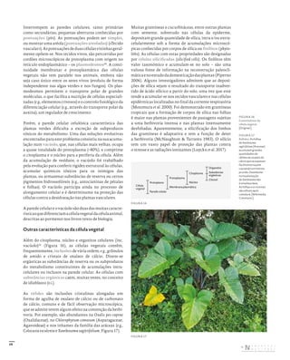 39
Interrompem as paredes celulares, tanto primárias
como secundárias, pequenas aberturas conhecidas por
pontuações (pits). As pontuações podem ser simples,
ou mostrar uma aréola (pontuações areoladas) («Tecido
vascular»).Aspontuaçõesdeduascélulasvizinhasgeral-
mente opõem-se. Nos tecidos vivos, são percorridas por
cordões microscópicos de protoplasma com origem no
retículo endoplasmático – os plasmodesmos30
. A conti-
nuidade membranar e protoplasmática das células
vegetais não tem paralelo nos animais, embora não
seja caso único entre os seres vivos (evoluiu de forma
independente nas algas verdes e nos fungos). Os plas-
modesmos permitem o transporte polar de grandes
moléculas, o que facilita a nutrição de células especiali-
zadas(e.g.,elementoscrivosos)eocontrolofisiológicoda
diferenciação celular (e.g., através do transporte polar da
auxina), um regulador de crescimento.
Porém, a parede celular celulósica característica das
plantas verdes dificulta a excreção de subprodutos
tóxicos do metabolismo. Uma das soluções evolutivas
encontradas para este problema consistiu na sua acumu-
lação num vacúolo, que, nas células mais velhas, ocupa
a quase totalidade do protoplasma (~80%), e comprime
o citoplasma e o núcleo para a periferia da célula. Além
da acumulação de resíduos, o vacúolo foi trabalhado
pela evolução para conferir rigidez estrutural às células,
acumular químicos tóxicos para os inimigos das
plantas, ou armazenar substâncias de reserva ou certos
pigmentos hidrossolúveis (e.g., antocianinas de pétalas
e folhas). O vacúolo participa ainda no processo de
alongamento celular e é determinante na proteção das
células contra a desidratação nas plantas vasculares.
A parede celular e o vacúolo são duas das muitas caracte-
rísticasquediferenciamacélulavegetaldacélulaanimal,
descritas ao pormenor nos livros-texto de biologia.
Outras características da célula vegetal
Além do citoplasma, núcleo e organitos celulares (inc.
vacúolo)31
(Figura 16), as células vegetais contêm,
frequentemente, inclusões de vária ordem; e.g., grânulos
de amido e cristais de oxalato de cálcio. Dizem-se
ergásticas as substâncias de reserva ou os subprodutos
do metabolismo constituintes de acumulações intra-
celulares ou inclusos na parede celular. As células com
substâncias ergásticas caem, muitas vezes, no conceito
de idioblasto (v.i.).
As ráfides são inclusões cristalinas alongadas em
forma de agulha de oxalato de cálcio ou de carbonato
de cálcio, comuns e de fácil observação microscópica,
que se admite terem algum efeito na contenção da herbi-
voria. Por exemplo, são abundantes na Oxalis pes-caprae
(Oxalidaceae), no Chlorophytum comosum (Asparagaceae,
Agavoideae) e nos inhames da família das aráceas (e.g.,
Colocasia esculenta e Xanthosoma sagittifolium; Figura 17).
Muitas gramíneas e cucurbitáceas, entre outras plantas
com semente, sobretudo nas células da epiderme,
depositam grande quantidade de sílica, intra e/ou extra-
celularmente sob a forma de acumulações microscó-
picas conhecidas por corpos de sílica ou fitólitos (phyto-
liths). As células com estas propriedades são designadas
por células silicificadas (silicified cells). Os fitólitos têm
valor taxonómico e acumulam-se no solo – são uma
valiosa fonte de informação na reconstrução paleocli-
máticaenoestudodadomesticaçãodasplantas(Piperno
2006). Alguns investigadores admitem que as deposi-
ções de sílica sejam o resultado do transporte inadver-
tido de ácido silícico a partir do solo, uma vez que este
tende a acumular-se nos tecidos vasculares e nas células
epidérmicas localizadas no final da corrente respiratória
(Motomura et al. 2000). Foi demonstrado em gramíneas
tropicais que a formação de corpos de sílica nas folhas
é maior nas plantas provenientes de pastagens sujeitas
a uma herbivoria intensa e nas plantas intensamente
desfoliadas. Aparentemente, a silicificação dos limbos
das gramíneas é adaptativa e tem a função de deter
a herbivoria (McNaughton & Tarrants 1983). O silício
tem um vasto papel de proteção das plantas contra
o stresse e as radiações ionizantes (Luyckx et al. 2017).
FIGURA 16
Constituintes da
célula vegetal.
[Original.]
FIGURA 17
Ráfides. As folhas
de Xanthosoma
sagittifolium (Araceae)
acumulam grandes
quantidades de
ráfides de oxalato de
cálcio que se espetam
facilmente na pele
causando um intenso
prurido. Deambular
numa plantação
de Xanthosoma não
é uma boa ideia.
As folhas e os rizomas
são edíveis após
cozedura. [Wikimedia
Commons.]
FIGURA 16
FIGURA 17
Organelos
Substâncias
ergásticas
Citosol
Citoplasma
Núcleo
Protoplasma
Membrana plasmática
Protoplasto
Parede celular
Célula
vegetal
DISTRIBUIÇÃO GRATUITA. NÃO É PERMITIDA A COMERCIALIZAÇÃO.
©
 