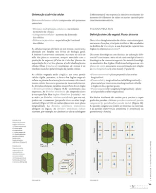 40
I.
A
NATUREZA
E
A
ESTRUTURA
DAS
PLANTAS
Orientação da divisão celular
O desenvolvimento celular compreende três processos
essenciais:
• Divisão e multiplicação celulares – incremento
do número de células;
• Alongamento celular – aumento da dimensão
das células;
• Diferenciação celular – especialização funcional
das células.
As células vegetais dividem-se por mitose, outro tema
abordado em detalhe nos livros de biologia geral.
A meiose é um evento constante, mas raro no ciclo de
vida das plantas terrestres, sempre associado com a
produção de esporos («Ciclos de vida das ‘plantas de
esporulação livre’»). Nas plantas, a individualização das
células filhas (citocinese) resultantes de mitose é de
imediato sucedida pela formação de parede celular.
As células vegetais estão cingidas por uma parede
celular rígida, portanto, a forma dos órgãos vegetais
reflete os planos de orientação das mitoses e do cresci-
mento celular durante o processo de desenvolvimento.
As divisões celulares paralelas à superfície de um órgão
– divisões periclinais (Figura 19-A) – aumentam a sua
espessura. As divisões anticlinais são perpendiculares
à sua superfície. Nos órgãos cilíndricos (= axiais) – raiz
e caule –, as divisões celulares anticlinais, por sua vez,
podem ser transversas (perpendiculares ao eixo longi-
tudinal) (Figura 19-B) ou radiais (decorrem num plano
longitudinal). As divisões anticlinais transversas
alongam os órgãos. As divisões anticlinais radiais
ocorrem, por exemplo, no câmbio vascular e na felogene
(«Meristemas») em resposta às tensões resultantes do
aumento do diâmetro de raízes ou caules causado pelo
crescimento secundário.
TECIDOS VEGETAIS
Definição de tecido vegetal. Planos de corte
Os tecidos são aglomerados de células com uma origem,
estrutura e funções principais similares. São estudados
no âmbito da histologia; a sua disposição espacial nos
órgãos é o objeto da anatomia32
.
Os cortes histológicos com técnicas de coloração dife-
rencial33
continuam a ser a técnica microscópica base da
histologia e da anatomia vegetais. No estudo histológi-
co-anatómico dos órgãos cilíndricos distinguem-se três
planos de corte, consoante a sua orientação em relação
ao eixo longitudinal (= eixo maior) (Figura 18):
• Plano transversal – plano perpendicular ao eixo
longitudinal;
• Plano radial (= longitudinal ou radial longitudinal) –
plano axial que interceta o eixo longitudinal e divide
o órgão em duas partes iguais;
• Plano tangencial (= tangencial longitudinal) – plano
axial paralelo ao eixo longitudinal.
Vocábulos similares são usados para precisar a topo-
grafia das paredes celulares: parede transversal, parede
tangencial (= periclinal) e parede radial (Figura 18).
As paredes tangenciais podem ser internas ou externas,
e as paredes transversais anteriores (= proximais) ou
posteriores (= distais).
Exterior
Exterior
B
A
FIGURA 18
Planos de corte em
órgãos cilíndricos.
A) Plano transversal.
B) Plano radial
ou longitudinal.
C) Plano tangencial.
D) Qualificação das
paredes celulares
tendo o eixo
longitudinal por
referência. [Original.]
FIGURA 19
Representação
esquemática da
orientação das
divisões celulares
em corte radial.
A) Divisão periclinal.
B) Divisão anticlinal
transversa. [Original.]
Eixo
longitudinal
Parede
transversal
Parede
tangencial
P
a
r
e
d
e
r
a
d
i
a
l
Eixo
longitudinal
A
C
B
D
FIGURA 18 FIGURA 19
DISTRIBUIÇÃO GRATUITA. NÃO É PERMITIDA A COMERCIALIZAÇÃO.
©
 