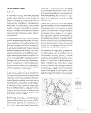 45
Tecidos definitivos simples
Parênquima
O conceito de parênquima (parenchyma) inclui todos
os tecidos pouco especializados, tanto de formação
primária como secundária, que enchem os órgãos das
plantas. O parênquima foi o primeiro tecido vegetal a
evoluir (volume II). As ‘algas verdes’ são inteiramente
constituídas por um parênquima fotossintético não
especializado. A impulsão da água torna os tecidos
de suporte desnecessários nestas plantas. O número
de tecidos e de tipos especializados de parênquima
aumenta à medida que se avança na árvore filogenética
das plantas. As angiospérmicas são o grupo de plantas
terrestres com maior diversidade de tecidos, parenqui-
matosos e outros.
O parênquima é constituído por células com paredes
delgadas, sem parede celular secundária, de forma polié-
drica, com grandes vacúolos, organizadas em tecidos
com abundantes espaços intercelulares. Muitos tecidos
secretores enquadram-se no conceito de parênquima.
O vacúolo das células parenquimatosas acumula todo
o tipo de secreções como sejam o amido, cristais de
substâncias várias (sobretudo oxalato de cálcio, sílica e
carbonato de cálcio), óleos, taninos e pigmentos hidros-
solúveis. As células parenquimatosas são totipotentes e,
genericamente, mantêm a capacidade de regredirem em
células meristemáticas, geralmente após traumatismo
(e.g., rotura de um ramo), com a diferenciação de um calo.
Embora a firmeza das plantas se deva, em grande parte,
aos tecidos vasculares e aos tecidos de suporte (colên-
quima e esclerênquima), as células do parênquima,
quando túrgidas, têm também aqui um papel relevante.
As plantas herbáceas e as folhas murcham quando os
tecidos parenquimatosos perdem turgidez.
O parênquima fundamental ou de preenchimento
enche o córtex e a medula de caules e raízes. O aerên-
quimaéumtipodeparênquimacomabundantesespaços
vazios entre as células, comum nas plantas aquáticas ou
anfíbias (e.g., arroz), ou no pecíolo da bananeira e outras
monocotiledóneas Zingiberales. Foi também detetado
nas raízes finas de árvores ciclicamente ou permanente-
mente submersas pela toalha freática (David et al. 2013).
O aerênquima facilita o transporte de gases de e para
as partes das plantas (Figura 24) que têm dificuldade
de aceder ao oxigénio, e libertar-se do dióxido de carbono
produzido pela respiração celular. O aerênquima deve
ser entendido como um sistema de transporte, como
é o floema e o xilema (Colmer 2003).
Designa-se por clorênquima (= parênquima clorofi-
lino) o parênquima de células fotossintéticas próprio
do mesofilo das folhas e do córtex dos caules primários.
Reconhecem-se dois tipos de clorênquima: (i) em
paliçada (com células alongadas, compactadas) ou
(ii) lacunoso (com grandes espaços intercelulares)
(Figura 109). O parênquima de reserva, por exemplo
das raízes e caules tuberosos e das sementes, pode ser
amiláceo, inulífero, oleaginoso ou sacarino consoante
o tipo de substâncias que acumula. Muitas plantas sucu-
lentas armazenam água num hidrênquima (= parên-
quima aquífero) ao nível da raiz, caule e/ou folhas
(Males 2017). O parênquima é o tecido base das partes
edíveis dos frutos.
Como se verá, o parênquima lenhoso tem um papel
determinante na estrutura e funcionamento do lenho
(«Estrutura secundária do caule»). Sobretudo nas áreas
de xilema não funcional e na vizinhança de infeções
fúngicas, o protoplasma das células de parênquima
lenhoso atravessa as pontuações e invade e sela o lúmen
dos elementos traqueais vizinhos. As tiloses (tylosis),
nome por que são conhecidas estas penetrações em
forma de balão, são fundamentais na compartimentação
dasinfeçõesdefungoslenhícolas(«Reparaçãodeferidas.
Resposta ao corte») (Figura 25). Os tipos de parênquima
agora apresentados desempenham funções precisas
na planta. A discriminação de subtipos do parênquima
continua pela sua localização no interior do cormo;
e.g., parênquima cortical, medular, vascular, etc.
No endosperma, no contacto entre tecidos esporofí-
ticos e gametofíticos nos ‘briófitos’ e ‘pteridófitos’, ou
nas terminações dos feixes vasculares dos frutos em
desenvolvimento, das folhas, nectários ou glândulas
observam-se células especializadas, geralmente de tipo
parenquimatoso, caracterizadas pela presença de inva-
ginações na parede celular forradas pela membrana
plasmática, que aumentam a relação superfície/volume
celular. Estas células, ditas de transferência (transfer
cells),têmafunçãodefacilitaromovimentodeaçúcarese
aminoácidos entre os espaços extracelulares e o interior
das células (Offleretal.2003). As células de transferência
foliares estão envolvidas na transferência dos açúcares
produzidos nas células fotossintéticas do mesofilo para
o floema, que depois os redistribui pelo corpo da planta.
FIGURA 24
Aerênquima
num pecíolo de
nenúfar‑amarelo
(Nuphar luteum,
Nymphaeaceae);
n.b.: dois escleritos
no centro da figura.
[Deysson (1965).]
DISTRIBUIÇÃO GRATUITA. NÃO É PERMITIDA A COMERCIALIZAÇÃO.
©
 