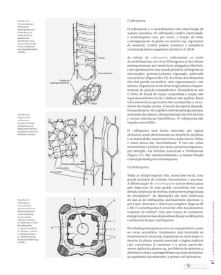46
I.
A
NATUREZA
E
A
ESTRUTURA
DAS
PLANTAS
Colênquima
O colênquima e o esclerênquima têm uma função de
suporte mecânico. O colênquima confere elasticidade;
o esclerênquima tem, por vezes, a função de isolar
e proteger partes da planta do exterior (e.g., tegumento
da semente). Ambos podem aumentar a resistência
a insetos picadores-sugadores (Ammar et al. 2014).
As células do colênquima (collenchyma), ao invés
do esclerênquima, são vivas. Distinguem-se das células
parenquimatosas por serem mais alongadas e flexíveis,
e por apresentarem uma parede primária refringente ao
microscópio, assimetricamente espessada, sobretudo
com celulose (Figuras 26 e 29). As células de colênquima
não têm parede secundária, nem espessamentos com
lenhina.Organizam-seemfeixeslongitudinais,frequen-
temente de posição subepidérmica. Distendem-se sob
o efeito de forças de tração; suspendida a tração, não
regressam à forma inicial; e dobram sem quebrar. Estas
três características permitem-lhes acompanhar o cresci-
mento dos órgãos jovens. A função de suporte depende,
em grande parte, da turgidez conferida pela água porque
as paredes das células colenquimatosas não têm lenhina
e outras substâncias hidrofóbicas. O colênquima não
impede a murchidão.
O colênquima está muito associado aos órgãos
primários, sendo determinante na resistência mecânica
e na elasticidade característica dos caules jovens, folhas
e raízes aéreas das ‘dicotiledóneas’. É raro nas raízes
subterrâneas e profuso nos caules primários angulosos,
por exemplo, nas famílias Lamiaceae e Verbenaceae
(Figura 27). Nas monocotiledóneas, a mesma função
é desempenhada pelo esclerênquima.
Esclerênquima
Todas as células vegetais têm, numa fase inicial, uma
parede primária de celulose, hemicelulose e pectinas.
A diferenciação do esclerênquima (sclerenchyma) passa
pela deposição de uma parede secundária com uma
elevada proporção de lenhina, e pela morte programada
do protoplasto40
. As deposições são mais simétricas
do que as do colênquima, quimicamente distintas, e,
por vezes, obstruem o lúmen por completo (Figuras 29
e 30). O esclerênquima é um tecido afim dos elementos
traqueais do xilema41
, mas sem função de transporte,
energeticamente mais dispendioso do que o colênquima
e ainda mais do que o parênquima.
O esclerênquima aparece tanto no corpo primário, como
no corpo secundário. Geralmente, está localizado na
fronteira entre estruturas anatómicas ou entre estas e o
exterior da planta, estando associado a órgãos maduros
cujo crescimento já terminou e a partes particular-
mente rígidas das plantas; e.g., por debaixo da epiderme, a
delimitarocórtex,aprotegerfeixesvascularesprimários,
no tegumento das sementes e a revestir os frutos secos.
Tiloses
Tiloses
Vasos lenhosos
Células de
parênquima lenhoso
FIGURA 25
Tiloses em vasos
lenhosos de
Robinia pseudoacacia
(Fabaceae); n.b.:
espessamentos
anelares das
paredes dos vasos
e a proveniência das
tiloses. [Adaptado
de Holman & Robbins
(1939).]
FIGURA 26
Estrutura do
colênquima.
Corte transversal
à esquerda; corte
longitudinal à direita.
[Adaptado de Holman
& Robbins (1939).]
Lúmencelular
Lâminamédia
Paredecelularespessada
FIGURA 27
Colênquima
nos caules das
plantas herbáceas.
Representação do
corte transversal
de um caule de
Lamium (Lamiaceae):
a – epiderme; b – feixe
de colênquima;
c – córtex clorofilino;
d – floema; e – xilema;
f – câmbio vascular;
g – medula fistulosa.
[Adaptado de Belzung
(1900).]
c
g
h a
d
b
e
f
DISTRIBUIÇÃO GRATUITA. NÃO É PERMITIDA A COMERCIALIZAÇÃO.
©
 