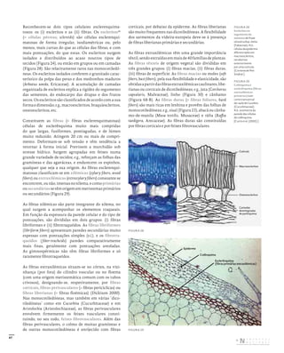 47
Reconhecem-se dois tipos celulares esclerenquima-
tosos: os (i) escleritos e as (ii) fibras. Os escleritos42
(= células pétreas; sclereids) são células esclerenqui-
matosas de forma irregular, isodiamétricas ou, pelo
menos, mais curtas do que as células das fibras, e com
mais pontuações, do que estas. Os escleritos surgem
isolados e distribuídos ao acaso noutros tipos de
tecidos (Figura 24), ou então em grupos ou em camadas
(Figura 28). São relativamente raros nas monocotiledó-
neas. Os escleritos isolados conferem o granitado carac-
terístico da polpa das peras e dos medronhos maduros
(Arbutus unedo, Ericaceae). A acumulação de camadas
organizada de escleritos explica a rigidez do tegumento
das sementes, do endocarpo das drupas e dos frutos
secos. Os escleritos são classificados de acordo com a sua
formaedimensão;e.g.,macroescleritos,braquiescleritos,
osteoescleritos, etc.
Constituem as fibras (= fibras esclerenquimatosas)
células de esclerênquima muito mais compridas
do que largas, fusiformes, pontiagudas, e de lúmen
muito reduzido. Atingem 20 cm ou mais de compri-
mento. Deformam-se sob tensão e têm tendência a
retornar à forma inicial. Previnem a murchidão sob
stresse hídrico. Surgem agrupadas em feixes numa
grande variedade de tecidos; e.g., reforçam as folhas das
gramíneas e das agaváceas, e endurecem os espinhos,
qualquer que seja a sua origem. As fibras esclerenqui-
matosas classificam-se em xilémicas (xylary fibers, wood
fibers) ou extraxilémicas (extraxylary fibers) consoante se
encontrem,ounão,imersasnoxilema,ecomoprimárias
ousecundáriassetêmorigememmeristemasprimários
ou secundários (Figura 29).
As fibras xilémicas são parte integrante do xilema, no
qual surgem a acompanhar os elementos traqueais.
Em função da espessura da parede celular e do tipo de
pontuações, são divididas em dois grupos: (i) fibras
libriformes e (ii) fibrotraqueídos. As fibras libriformes
(libriform fibers) apresentam paredes secundárias muito
espessas com pontuações simples (v.i.), e os fibrotra-
queídos (fiber-tracheids) paredes comparativamente
mais finas, geralmente com pontuações areoladas.
As gimnospérmicas não têm fibras libriformes e só
raramente fibrotraqueídos.
As fibras extraxilémicas situam-se no córtex, na vizi-
nhança (por fora) do cilindro vascular ou no floema
(com uma origem meristemática comum com os tubos
crivosos), designando-se, respetivamente, por fibras
corticais, fibras perivasculares (= fibras pericíclicas) ou
fibras liberianas (= fibras floémicas) (Dickison 2000).
Nas monocotiledóneas, mas também em várias ‘dico-
tiledóneas’ como em Cucurbita (Cucurbitaceae) e em
Aristolochia (Aristolochiaceae), as fibras perivasculares
envolvem firmemente os feixes vasculares consti-
tuindo, no seu todo, feixes fibrovasculares. Além das
fibras perivasculares, o colmo de muitas gramíneas e
de outras monocotiledóneas é enrijecido com fibras
corticais, por debaixo da epiderme. As fibras liberianas
são muito frequentes nas dicotiledóneas. A flexibilidade
dos sarmentos da videira-europeia deve-se à presença
de fibras liberianas primárias e secundárias.
As fibras extraxilémicas têm uma grande importância
têxtil,sendoextraídasemmaisde40famíliasdeplantas.
As fibras têxteis de origem vegetal são divididas em
três grandes grupos: (i) fibras macias, (ii) fibras duras,
(iii) fibras de superfície. As fibras macias ou moles (soft
fibers, bast fibers), pela sua flexibilidade e elasticidade, são
obtidasapartirdasfibrasextraxilémicascaulinares,libe-
rianas ou corticais de dicotiledóneas; e.g., juta (Corchorus
capsularis, Malvaceae), linho (Figura 30) e cânhamo
(Figura 68-B). As fibras duras (= fibras foliares, hard
fibers) são mais ricas em lenhina e provêm das folhas de
monocotiledóneas; e.g., sisal (Figura 23), abacá ou cânha-
mo-de-manila (Musa textilis, Musaceae) e ráfia (Raffia
taedigera, Arecaceae). As fibras duras são constituídas
por fibras corticais e por feixes fibrovasculares.
Cutícula
Macroescleritos
Osteoescleritos
Camadas
desintegradas
de parênquima
20µm
A
Epiderme
Colênquima
Esclerênquima
(fibras primárias extraxilémicas)
FIGURA 28
Escleritos no
tegumento da
semente de Pisum
sativum subsp. elatius
(Fabaceae). N.b.:
células da epiderme
diferenciadas em
macroescleritos,
recobertos
exteriormente
por uma cutícula.
(Cortesia de Petr
Smýkal.]
FIGURA 29
Colênquima e
esclerênquima(fibras
extraxilémicas
primárias) num
corte transversal
de caule de Cucurbita
(Cucurbitaceae).
N.b.: assimetria da
parede das células
de colênquima.
[Curtis et al. (2002).]
FIGURA 28
FIGURA 29
DISTRIBUIÇÃO GRATUITA. NÃO É PERMITIDA A COMERCIALIZAÇÃO.
©
 