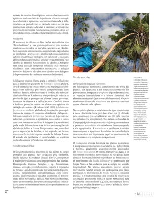 49
através de estudos histológicos, as camadas internas da
epiderme multisseriada e a hipoderme têm uma ontogé-
nese distinta: a epiderme, uni ou multisseriada, é dife-
renciada na protoderme, a camada mais externa dos
meristemas apicais radicular e caulinar; a hipoderme
provém do meristema fundamental, portanto, deve ser
entendidacomoacamadacelularmaisexternadocórtex.
Periderme
O aumento de diâmetro dos caules secundários das
‘dicotiledóneas’ e nas gimnospérmicas cria tensões
mecânicas em todos os tecidos exteriores ao câmbio.
Semoapoiodeummeristemaespecializadonaprodução
de periderme – a felogene (= câmbio suberoso ou câmbio
subero-felodérmico; phellogen, cork cambium) –, os caules
abririam fendas expondo as células vivas do floema e do
câmbio ao exterior. Ao contrário do câmbio, a felogene
tem uma duração temporal limitada. Nas monoco-
tiledóneas com crescimento secundário, a solução
evolutiva foi outra: não têm nem câmbio nem felogene
(«Espessamento do caule nas monocotiledóneas»).
A felogene produz felema para o exterior e feloderme
para o interior (Figura 88). O felema (= suber; phellem,
cork) é um tecido de células mortas na maturação, espes-
sadas com suberina, por vezes, complementada com
lenhina. Tanto a suberina como a lenhina são substân-
cias hidrofóbicas. A suberina tem por função reduzir as
perdas de água e proteger as plantas contra parasitas,
impactos de objetos e a radiação solar. Confere, como
a lenhina, proteção contra os efeitos mutagénicos da
radiação ultravioleta (Krizková et al. 1999). A feloderme
(= córtex secundário; phelloderm) é um tecido parenqui-
matoso de reserva. O conjunto «feloderme + felogene +
felema» constitui a periderme (periderm). A periderme
substitui, geralmente, a epiderme nos caules e raízes
com crescimento secundário. A felogene (e a periderme)
pode ainda diferenciar-se nas feridas ou nas regiões de
abcisão de folhas e frutos. No primeiro caso, contribui
para a reparação de feridas, e, no segundo, ao formar
uma zona de abcisão impele a queda de folhas e frutos.
O estudo da periderme é aprofundado no capítulo
dedicado ao caule («Periderme e ritidoma»).
Tecido fundamental
O tecido fundamental encontra-se nas partes do corpo
primário das plantas não ocupadas pela epiderme,
tecido vascular e cavidades (Rudal 2007). Corresponde
à maior parte da massa do corpo primário das plantas.
Desempenha diversas funções – e.g., fotossíntese,
reserva, secreção, preenchimento, suporte e reparação
de feridas –, sendo constituído por uma matriz de parên-
quima, variavelmente complementada com colên-
quima, esclerênquima e tecidos secretores. É diferen-
ciado pelos meristemas apicais. Nas monocotiledóneas,
tanto os meristemas de espessamento primário e secun-
dário,comoosmeristemasintercalaresproduzemtecido
fundamental.
Tecido vascular
O transporte de água e nutrientes
Os fisiologistas nomeiam a componente não viva das
plantas por apoplasto, e por simplasto o conjunto dos
protoplastos. Integram o apoplasto as paredes celulares,
os espaços intercelulares e o lúmen (interior) dos
elementostraqueais(porseremcélulasmortas).Osplas-
modesmos fazem do simplasto um sistema contínuo
que se alastra a toda a planta.
No corpo das plantas, o movimento da água e nutrientes
a curta distância faz-se por duas vias: por (i) difusão
pelo apoplasto (via apoplástica), ou (ii) pelo interior
das células (via simplástica). Nas raízes, as bandas de
Caspary(«Epidermeecórtex»daraiz)obrigamossolutos
a penetrar nas células da endoderme, interrompendo
a via apoplástica. A cutícula e a periderme também
interrompem o apoplasto. As células de transferência
desempenham um importante papel no movimento de
nutrientes entre o simplasto e o apoplasto.
O transporte a longa distância nas plantas vasculares
é assegurado pelos tecidos vasculares, i.e., pelo xilema
e floema, geralmente anatomicamente associados
em feixes vasculares. O xilema transporta a água e os
nutrientes absorvidos e processados na raiz para a parte
aérea; o floema redistribui os produtos da fotossíntese.
O movimento do fluido xilémico43
é governado por
forças físicas e faz-se da raiz para a canópia no sentido
longitudinal. No xilema secundário, ocorre algum
movimento lateral através do parênquima dos raios
xilémicos. O movimento do fluido floémico consome
energia e é multidirecional: dos tecidos de reserva ou
dos órgãos produtores (folhas e caules herbáceos) para
os centros consumidores (e.g., raiz, meristemas, flores,
frutos, ou tecidos de reserva), as sources e sinks da biblio-
grafia de fisiologia vegetal.
FIGURA 31
Corte das folhas de
carnaúba (Copernicia
prunifera, Arecaceae).
Tradicionalmente, as
folhas são secas ao sol
e, em seguida, batidas
para soltar a cutícula.
O pó de cutícula
é cozido e coado.
O líquido assim obtido
é, então, arrefecido
em grandes tanques
na superfície dos
quais se forma uma
crosta sobrenadante
amarelada – a cera
bruta de carnaúba.
Depois de refinada,
tem múltiplos usos;
e.g., graxa para
sapatos, ceras para
soalhos e automóveis,
e proteção de
frutos. O interesse
comercial da cera
carnaúba deve‑se
ao seu ponto de
fusão invulgarmente
elevado. [Cortesia de
maispiripiri.com.br.]
DISTRIBUIÇÃO GRATUITA. NÃO É PERMITIDA A COMERCIALIZAÇÃO.
©
 