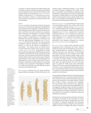50
I.
A
NATUREZA
E
A
ESTRUTURA
DAS
PLANTAS
O xilema e o floema primários são diferenciados pelo
procâmbio; o xilema e o floema secundários pelo câmbio
vascular («Meristemas»). A maior parte da biomassa das
plantas lenhosas é constituída por xilema secundário,
também conhecido por lenho. Nas plantas sem cresci-
mento secundário, o floema e o xilema primários não
são renovados e permanecem funcionais durante toda
a vida da planta.
Xilema
O xilema acumula as funções de transporte, de suporte
e de reserva. É composto por diferentes combinações de
(i) vasos lenhosos e/ou traqueídos, (ii) fibras xilémicas, e
(iii)parênquimalenhoso.Menosconstantessãoosescle-
ritos e laticíferos (estruturas celulares que produzem
látex). Constituem os traqueídos (= tracoides, tracheids)
e os vasos lenhosos (= traqueias, vessels) maduros dois
tipos de células, respetivamente, os traqueídos44
e os
elementos dos vasos. Os traqueídos e os elementos dos
vasos são genericamente designados por elementos
traqueais (tracheary elements). Têm em comum paredes
secundárias espessas reforçadas com deposições de
lenhina, e o facto de não reterem o protoplasma na
maturidade – são células mortas. As células precur-
soras dos elementos traqueais estão, portanto, sujeitas
a uma morte programada (programmed cell death).
Ostraqueídosdesempenhamaduplafunçãodesuportee
transporte; os elementos dos vasos, excetuando os tipos
ancestrais, têm unicamente uma função de transporte.
As fibras xilémicas têm uma função de suporte. O parên-
quima lenhoso é o tipo celular vivo mais abundante nas
angiospérmicas, tem um papel importante de reserva,
de suporte metabólico do tecido xilémico e de proteção
do lenho contra organismos fitopatogénicos (Morris
et al. 2016). Será discutido com mais detalhe no ponto
«Estrutura secundária do caule».
Os traqueídos (tracheids) têm uma forma fusiforme,
pequeno diâmetro (atingem os 80 μm de diâmetro), uma
elevada relação comprimento/largura e uma parede
secundária bastante homogénea. Nos feixes vascu-
lares, os traqueídos não se justapõem axialmente, antes
lateralmente, comunicando entre si por intermédio das
pontuações. O fluido xilémico circula entre traqueídos
através das pontuações porque a parede celular secun-
dária, em consequência da deposição de lenhina, não
é permeável a soluções aquosas (Figura 32).
Os elementos dos vasos (vessel elements) são mais curtos
e de maior diâmetro (até 0,5 mm, visíveis a olho nu) do
que os traqueídos. Dispõem de duas placas de perfu-
ração (perforation plate), uma em cada extremidade, com
uma ou mais interrupções amplas da parede celular
designadas por perfurações (perforations). A placa de
perfuração pode ser simples (vasada com uma única
perfuração), ou múltipla, e compreender várias perfu-
rações alongadas (barras) dispostas em paralelo como
uma escada (placa de perfuração escalariforme), ou
perfurações mais pequenas formando um retículo
(placa de perfuração reticulada) (Figura 34).
Os vasos lenhosos (xylem vessels) organizam-se pela
justaposição axial de elementos dos vasos, sendo as
paredes de contacto entre dois elementos de vaso suces-
sivos perpendiculares às paredes longitudinais, ou
oblíquas (nos tipos mais ancestrais). A comunicação
entre dois elementos de vaso contíguos faz-se pelas
perfurações. Os vasos lenhosos podem atingir vários
metros de comprimento sem interrupções. A resistência
à circulação do fluido xilémico é substancialmente
menor nos vasos lenhosos do que nos traqueídos, por
duas razões: (i) maior diâmetro dos vasos; (ii) maior
parte do caudal de fluido passa pelas perfurações
(Figura 32). Os vasos comunicam lateralmente uns com
os outros e com o parênquima lenhoso pelas pontua-
ções. O movimento lateral da seiva pelas pontuações
e a redução da condutividade hidráulica são inevitáveis
quando os vasos entopem.
Ostraqueídossãofilogeneticamentemaisantigosdoque
os elementos dos vasos – evoluíram no Silúrico (444-419
M.a.) (volume II), muito antes dos elementos dos vasos
que têm, provavelmente, uma idade jurássica (201-145
M.a.). Todas as plantas vasculares têm traqueídos.
Os vasos lenhosos são característicos das angiospér-
micas. Evoluíram também, de forma independente, por
convergência, em alguns licófitos, nos fetos e nos gnetó-
fitos (Schneider & Carlquist 1998). Nas angiospérmicas,
a folha geralmente só contém traqueídos; no caule e na
raiz coexistem vasos lenhosos e traqueídos, sendo mais
abundantes os primeiros.
Os elementos traqueais evoluíram de modo a minimizar
a resistência à ascensão da seiva (aumento da condu-
tância hidráulica) sem agravar perigosamente os riscos
de embolia. O diâmetro (espessura) dos elementos
traqueais varia de espécie para espécie. A enorme diver-
sidade de formas e ecologias das plantas vasculares
a
a
b
b
A B
FIGURA 32
Representação do
movimento da seiva
nos traqueídos (a)
e vasos lenhosos (b).
A) Nos traqueídos,
a seiva flui pelas
pontuações e nos
elementos de vaso
essencialmente
pelas perfurações.
B) Os traqueídos
contactam
lateralmente
enquanto os
elementos de
vasos se justapõem
longitudinalmente.
Depreende‑se
das figuras que
o movimento da
seiva enfrenta mais
resistências nos
traqueídos do que
nos vasos lenhosos.
N.b.: pontuações
propositadamente
sobredimensionadas,
e movimento
dominante da seiva
indicado por setas
negras. [Original do
autor.]
DISTRIBUIÇÃO GRATUITA. NÃO É PERMITIDA A COMERCIALIZAÇÃO.
©
 