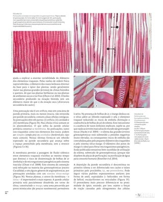 51
ajuda a explicar a enorme variabilidade do diâmetro
dos elementos traqueais. Pelas razões de ordem física
suprarreferidas, o diâmetro dos vasos lenhosos diminui
da base para o ápice das plantas, sendo geralmente
maior nas plantas grandes (árvores) de climas húmidos
e quentes, do que nas plantas herbáceas ou nas plantas
de ambientes secos e/ou frios (Olson et al. 2014). O lenho
secundário produzido na estação húmida tem um
diâmetro maior do que o da estação seca («Estrutura
secundária do caule»).
Uma pontuação não é um orifício, mas sim uma área de
parede primária, mais ou menos intacta, não revestida
por parede secundária, comum a duas células contíguas.
As pontuações têm três partes: (i) orifício, (ii) cavidade e
(iii) membrana (Figura 36). Nas células vivas somam-se
os plasmodesmos. O que sobra da parede celular
primária constitui a membrana. As pontuações, tanto
nos traqueídos como nos elementos dos vasos, podem
ser simples (simple pits) ou areoladas (bordered pits; tipo
mais comum). Nestas últimas forma-se um rebordo
espessado na parede secundária que avança sobre
o espaço preenchido pela membrana, sem a revestir
(Figuras 3 e 36).
A membrana permite a passagem de fluido xilémico
entre elementos traqueais vizinhos ao mesmo tempo
que diminui o risco de disseminação de bolhas de ar
(embolia) e de microrganismos patogénicos pelo sistema
vascular (Choat et al. 2008). Este sistema de contenção
está reforçado na maioria das gimnospérmicas (exceto
Cycadidae), e em alguns géneros de angiospérmicas, por
pontuações areoladas com um sistema tórus-margo
(Figura 36). Nestas plantas, o centro da membrana – o
tórus – é impermeável e mais espesso. A parede celular
primária está parcialmente dissolvida em torno do
tórus, constituindo o margo, uma zona percorrida por
poros minúsculos (de poucos nanómetros) permeáveis
à seiva. Na presença de bolhas de ar, o margo desloca-se,
o tórus adere ao rebordo espessado e sela o elemento
traqueal reduzindo os riscos de embolia (formação e
coalescência de bolhas de ar) do xilema. Este mecanismo
e a ausência de vasos lenhosos explicam, supõe-se, por
querazãoasárvoresmaisaltasdomundosãogimnospér-
micas (Hacke et al. 2004) – o xilema das grandes árvores
gimnospérmicas está submetido a pressões negativas
muito elevadas, os consequentes riscos de embolia são
contrabalançadospelopequenodiâmetrodostraqueídos
e pelo sistema tórus-margo. O diâmetro dos poros do
margo é o ideal para filtrar microrganismos patogénicos.
Estão publicadas tentativas bem-sucedidas de utilização
do xilema, sobretudo de gimnospérmicas (porque não
dispõem de placas de perfuração), na purificação de água
para consumo humano (Boutilier et al. 2014).
A deposição da parede secundária é descontínua no
primeiro xilema a ser diferenciado nos caules e raízes
primários pelo procâmbio, i.e., no protoxilema. Pode
seguir vários padrões: espessamentos anelares (em
forma de anel), espiralados (= helicoides; em forma
de hélice), escalariformes ou reticulados (Figura 35).
O protoxilema mais precoce diferencia-se na proxi-
midade do ápice, estando, por isso, sujeito a forças
de tração causadas pelo alongamento das células
A B C D
Copyright
2011
‑
Cornell
University
Plant
Anatomy
Collection
(CUPAC)
Copyright
2011
‑
Cornell
University
Plant
Anatomy
Collection
(CUPAC)
b
a
FIGURA 34
Perfurações em
Eucryphia cordifolia
(Cunoniaceae).
A) Elemento de vaso
com perfurações
simples;
escala = 150 µm.
B) Perfuração simples
numelementodevaso.
C-D) Perfurações
reticuladas em corte
radial; escala = 25µm.
[Extraído de Rallo et al.
(2008).]
FIGURA 33
Pontuações areoladas em traqueídos nas gimnospérmicas: Thuja occidentalis
(Cupressaceae). A) Corte radial. B) Corte tangencial. N.b.: pontuações
nos traqueídos (a) e raios unisseriados de parênquima lenhoso radial (b);
as gimnospérmicas não têm vasos lenhosos. [Cortesia da Cornell University
Plant Anatomy Collection; interpretação das estruturas anatómicas da
responsabilidade do autor.]
A B
DISTRIBUIÇÃO GRATUITA. NÃO É PERMITIDA A COMERCIALIZAÇÃO.
©
 