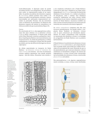 52
I.
A
NATUREZA
E
A
ESTRUTURA
DAS
PLANTAS
recém-diferenciadas. A deposição anelar da parede
secundária facilita o seu alongamento. No protoxilema
mais tardio, os espessamentos podem já ser espira-
lados. As paredes secundárias dos elementos traqueais
do metaxilema (xilema primário mais tardio) e do
xilema secundário são geralmente contínuas e apenas
interrompidas por pontuações (espessamentos reti-
culado ou pontuado). Portanto, não são extensíveis
como os elementos do protoxilema. Os diâmetros dos
elementos traqueais são maiores no metaxilema e no
xilema secundário do que no protoxilema (Figura 35).
Floema
Na constituição do floema das angiospérmicas sobres-
saem dois tipos celulares: (i) os elementos crivosos
e (ii) as células companheiras. O floema pode ainda
incluir fibras liberianas, escleritos, parênquima e laticí-
feros. O parênquima floémico tem essencialmente uma
função de reserva. As células de parênquima, as células
companheiras e os elementos crivosos não têm parede
secundária, por isso são difíceis de distinguir ao micros-
cópio óptico.
As células especializadas no transporte do fluido
floémico – os elementos crivosos (= elementos dos
tubos crivosos; sieve elements) – são vivas. Os elementos
crivosos maduros apresentam uma parede primária
espessa – não têm núcleo, ribossomas, nem vacúolo, e
o seu citoplasma confunde-se com o fluido floémico.
Conectam-se pelo topo e dispõem-se em fiadas axiais,
designadasportuboscrivosos(sievetube).Nointeriordos
elementos crivosos abunda calose (callose), um polímero
de β-D-glucose, como a celulose. Esta substância
acumula-se rapidamente nos tubos crivosos feridos
por acidentes ou por insetos, impedindo a perda para o
exterior de fluido floémico. Acumula-se também nas
áreas crivosas no final da estação de crescimento para ser
removida com a retoma do crescimento vegetativo.
As células companheiras (companion cells) têm uma
estrutura parenquimatosa, um grande núcleo e cito-
plasma denso. Rodeiam os elementos crivosos
com os quais comunicam por abundantes plasmo-
desmos. As células companheiras estão envolvidas
na manutenção dos elementos crivosos e na fisiologia
do carregamento do fluido floémico com os produtos
da fotossíntese.
O fluido floémico é transferido entre elementos crivosos
pelas áreascrivosas (sieveareas),i.e.,por campos de poros
sitos na parede celular, percorridos por cordões micros-
cópicos de protoplasma (de maior dimensão do que os
dos plasmodesmos), que conectam elementos crivosos
axialmente ou lateralmente contíguos. Na maioria das
angiospérmicas, as áreas crivosas estão concentradas
nas extremidades dos elementos crivosos, constituindo
placas crivosas (sieve plates).
Nas gimnospérmicas e em algumas angiospérmicas
menos evoluídas, as áreas crivosas estão distribuídas
a
b
c
d
e
Interior
do
cilindro
central
Exterior
do
cilindro
central
a
a
b
b
c
c
d
d
e
e
f
f
g
g
h
h
FIGURA 35
Espessamentos da
parede celular dos
elementos traqueais
de protoxilema (a-d)
e metaxilema (e-h)
num caule primário
(corte longitudinal em
cima, corte transversal
em baixo).
Espessamento:
a, b – anelar; c, d,
e – espiralado;
f – escalariforme;
g – reticulado;
h – pontuado.
[Deysson (1965).]
FIGURA 36
Sistema tórus-margo:
a) parede celular;
b) cavidade da
pontuação;
c) tórus;
d) margo;
e) pontuação
areolada. Parede
celular primária
representada
a castanho.
[Redesenhado de Esau
(1977).]
FIGURA 35 FIGURA 36
DISTRIBUIÇÃO GRATUITA. NÃO É PERMITIDA A COMERCIALIZAÇÃO.
©
 