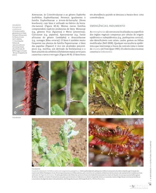 56
I.
A
NATUREZA
E
A
ESTRUTURA
DAS
PLANTAS
Asteraceae, às Convolvulaceae e ao género Euphorbia
(eufórbias, Euphorbiaceae). Pertence, igualmente, à
família Euphorbiaceae a árvore-da-borracha (Hevea
brasiliensis), cujo látex é utilizado no fabrico da borra-
cha-natural (Figura 40-A). Muitas outras famílias
compreendem espécies produtoras de látex: Moraceae
(e.g., géneros Ficus [figueiras] e Morus [amoreiras]),
Caricaceae (e.g., papaeira), Apocynaceae (e.g., lianas
africanas do género Landolphia) e Anacardiaceae
(e.g., sumagre [Rhus coriaria]). O látex é também muito
frequente nas plantas da família Papaveraceae: o látex
das papoilas (Papaver) é rico em alcaloides psicotró-
picos (e.g., morfina, um derivado da fenilalanina) e o
látex amarelo da celidónia (Chelidonium majus) serve para
cauterizar cravos e verrugas (Figura 40-B). O látex brota
em abundância quando se descasca a batata-doce, uma
convolvulácea.
EMERGÊNCIAS. INDUMENTO
As emergências são estruturas localizadas na superfície
dos órgãos vegetais compostas por células de origem
epidérmica e subepidérmica (e.g., parênquima cortical),
não identificáveis com raízes, caules, gomos ou folhas
modificadas (Bell 2008). Qualquer excrescência epidér-
mica que interrompa a lisura da cutícula toma o nome
de tricoma (vd. Font Quer 1985). O coletivo dos tricomas
constitui o indumento.
FIGURA 41
Emergências
e indumento.
A) Acúleos e pelos
glandulares em Rubus
henriquesii (Rosaceae).
B) Placas cerosas
em R. ulmifolius.
C) Acumulações
foliares de
natureza salina em
Avicennia germinans
(Acanthaceae). [A‑
B) Portugal; C) Guiné‑
‑Bissau; fotografias do
autor.]
A B C
FIGURA 42
Função do indumento. A) Defesa contra microrganismos patogénicos. A densa pilosidade dos pâmpanos e folhas muito jovens da videira impede a germinação dos
esporos de míldio (Plasmopara viticola, Peronosporomycetes); as folhas adultas, pelo contrário, em condições ambientais desfavoráveis, são rapidamente invadidas por este
oomiceta. B) Digestão de insetos. Os pelos glandulares das folhas da carnívora Drosera intermedia (Droseraceae) excretam um líquido viscoso que se assemelha a gotas
de néctar; iludidos, os insetos ficam presos aos pelos que entretanto se dobram e os cobrem em grande número; o corpo dos insetos é digerido por enzimas proteolíticas
e os produtos da digestão absorvidos pela planta. [A) fotografia do autor; B) fotografia de A. J. Pereira, Flora‑on.]
A B
FIGURA 41
DISTRIBUIÇÃO GRATUITA. NÃO É PERMITIDA A COMERCIALIZAÇÃO.
©
 