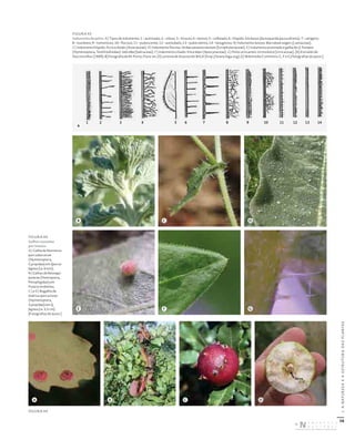 58
I.
A
NATUREZA
E
A
ESTRUTURA
DAS
PLANTAS
FIGURA 43
Indumento de pelos. A) Tipos de indumento: 1 – acetinado; 2 – viloso; 3 – hirsuto; 4 – lanoso; 5 – celheado; 6 – híspido. Em baixo (da esquerda para a direita): 7 – setígero;
8 – tearâneo; 9 – tomentoso; 10 – flocoso; 11 – pubescente; 12 – aveludado; 13 – puberulento; 14 – lanuginoso. B) Indumento lanoso: Marrubium vulgare (Lamiaceae).
C) Indumento híspido: Picris echioides (Asteraceae). D) Indumento flocoso: Verbascum pulverulentum (Scrophulariaceae). E) Indumento acetinado e galha de cf. Pontania
(Hymenoptera, Tenthredinidae): Salix alba (Salicaceae). F) Indumento ciliado: Vinca major (Apocynaceae). G) Pelos urticantes: Urtica dioica (Urticaceae). [A) Extraído de
Vasconcellos (1969); B) fotografia de M. Porto, Flora‑on; D) cortesia de Asociación BIGA (http://www.biga.org); E) Wikimedia Commons; C, F e G) fotografias do autor.]
2 3 4 5 6 7 8 9 10 11 12 13 14
FIGURA 44
Galhas causadas
por insetos.
A) Galha de Neuroterus
quercusbaccarum
(Hymenoptera,
Cynipidae) em Quercus
faginea (ca. 6 mm).
B) Galhas de Baizongia
pistaciae (Homoptera,
Pemphigidae) em
Pistacia terebinthus.
C) e D) Bugalho de
Andricus quercustozae
(Hymenoptera,
Cynipidae) em Q.
faginea (ca. 3,5 cm).
[Fotografias do autor.]
1
larva
A B C D
FIGURA 44
A
B
E
C
F
D
G
DISTRIBUIÇÃO GRATUITA. NÃO É PERMITIDA A COMERCIALIZAÇÃO.
©
 