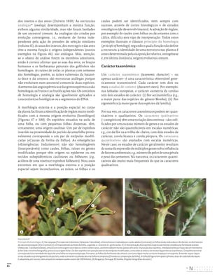 61
dos insetos e das aves» (Darwin 1859). As estruturas
análogas45
(analogs) desempenham a mesma função,
exibem alguma similaridade, mas não foram herdadas
de um ancestral comum. As analogias são criadas por
evolução convergente, i.e., evoluem de forma inde-
pendente pela ação de pressões de seleção similares
(volume II). As asas dos insetos, dos morcegos e das aves
têm a mesma função e origens independentes (outros
exemplos na Figura 46): são análogas. Mas, atenção,
se o objeto de análise forem os membros anteriores,
então é correto afirmar que as asas das aves, os braços
humanos e as barbatanas peitorais dos golfinhos são
homólogos. As raízes de todas as plantas com semente
são homólogas, porém, as raízes tuberosas da batatei-
ra-doce e da cenoura são estruturas análogas porque
não evoluíram num ancestral comum às duas espécies.
Asementedasangiospérmicasedasgimnospérmicassão
homólogas; os frutos e as frutificações não. Os conceitos
de homologia e analogia são igualmente aplicados a
características fisiológicas ou a segmentos do DNA.
A morfologia externa e a posição espacial no corpo
daplantafacilitamaidentificaçãodeórgãosmuitomodi-
ficados com a mesma origem evolutiva (homólogos)
(Figuras 47 e 100). Os espinhos situados na axila de
uma folha, ou com pequenas folhas dispersas, têm,
certamente, uma origem caulinar. Um par de espinhos
inserido na proximidade do pecíolo de uma folha prova-
velmente corresponde a um par de estípulas modifi-
cadas («Causas da forma da folha»). As emergências
(«Emergências. Indumento») não são homologáveis
(interpretáveis) como caules, folhas, raízes ou gemas
modificadas porque têm origem na epiderme ou em
tecidos subepidérmicos caulinares ou folheares (e.g.,
acúleos de uma roseira e espinhos folheares). Nos casos
extremos em que a morfologia externa e a posição
espacial sejam inconclusivos, as raízes, as folhas e os
caules podem ser identificados, nem sempre com
sucesso, através de cortes histológicos e de estudos
ontológicos (de desenvolvimento). A adnação de órgãos,
por exemplo de caules com folhas ou de estames com o
cálice, dificulta este tipo de interpretação. Todos estes
exemplos ilustram o clássico princípio da homologia
(principleofhomology),segundooqualafunçãonãodefine
a estrutura; a identidade de uma estrutura nas plantas é
antes determinada pela sua posição relativa, ontogénese
e, em última instância, origem evolutiva comum.
Carácter taxonómico
Um carácter taxonómico (taxonomic character) – ou
apenas carácter– é uma característica observável gene-
ticamente transmissível. Cada carácter tem dois ou
mais estados de carácter (character states). Por exemplo,
nas labiadas europeias, o carácter «simetria da corola»
tem dois estados de carácter: (i) flor actinomórfica (e.g.,
a maior parte das espécies do género Mentha); (ii) flor
zigomórfica (a maior parte das espécies da família).
Por sua vez, os caracteres taxonómicos podem ser quan-
titativos e qualitativos. Os caracteres qualitativos
(=categóricos)têmumavariaçãodescontínua–sãocodi-
ficados por um escasso número de genes e os estados de
carácter não são quantificáveis em escalas numéricas;
e.g., cor da flor na ervilha-de-cheiro, com dois estados de
carácter, corola branca e corola púrpura. Os caracteres
quantitativos são avaliados com escalas numéricas.
Neste caso, os estados de carácter geralmente resultam
dasomadaexpressãodemúltiplosgenessobainfluência
defatoresambientais;e.g.,númerodepelosdeumapétala
e peso das sementes. Na natureza, os caracteres quanti-
tativos são muito mais frequentes do que os caracteres
qualitativos.
FIGURA 47
Princípio da homologia. A) Na carqueja (Pterospartum tridentatum, Fabaceae, Faboideae), a fotossíntese é realizada por caules alados (com asas); as folhas estão reduzidas a três dentes, os dois laterais
de natureza estipular (d) e o central (c) correspondendo ao limbo da folha. Legenda: a – entrenó, b – gomo axilar. B) A interpretação dos espinhos é particularmente complexa na Parkinsonia aculeata
(Fabaceae, Caesalpinioideae), uma árvore com origem nos trópicos centro‑americanos, assilvestrada em muitos países africanos. A posição dos espinhos, imediatamente por baixo de um meristema
axilar (não visível na fotografia), prova a sua origem foliar. Os dois espinhos em posição lateral são estípulas modificadas, como aliás acontece em muitas leguminosas espinhosas. O espinho terminal
corresponde à extremidade do ráquis de uma folha recomposta bipinada. Portanto, as folhas da Parkinsonia são sésseis, com uma ráquis muito curta encimada por um espinho. Entende‑se por ráquis
o eixo situado no prolongamento do pecíolo, onde se inserem as pínulas de uma folha recomposta (Divisão ou composição da folha). A folha da figura tem quatro pínulas, duas de cada lado da ráquis.
Cada pínula, por sua vez, tem um pulvino na base e pode conter até 100 folíolos. [A) Bragança, Portugal; B) Sumbe, Angola; fotografias do autor.]
a
b
c
d
A B
DISTRIBUIÇÃO GRATUITA. NÃO É PERMITIDA A COMERCIALIZAÇÃO.
©
 
