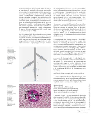 66
I.
A
NATUREZA
E
A
ESTRUTURA
DAS
PLANTAS
tecido vascular (Esau 1977). Seguem-se-lhe, em direção
ao interior da raiz, os tecidos vasculares e, nem sempre,
no centro da raiz, uma massa de células parenquima-
tosas ou esclerenquimatosas – a medula (pith, medulla)
(Figura 53). O periciclo é constituído por células de
paredes espessadas, compactas, sem espaços intercelu-
lares que mantêm a capacidade meristemática até even-
tualmente serem destruídas pelo crescimento secun-
dário. As raízes laterais diferenciam-se no periciclo.
Geralmente, o câmbio vascular e a primeira felogene
têm também origem nas células do periciclo deslocado
pelo crescimento secundário. Embora característico
da raiz, em algumas espécies, o periciclo estende-se até
ao caule primário (Esau 1977).
Em corte transversal, são constantes na vasculatura
primária da raiz: (i) feixes discretos, simples e alternos;
e (ii) feixes de xilema radialmente alongados formando
como que uma estrela. Dizem-se discretos e simples
porque o xilema e o floema estão organizados em feixes
individualizados – separados por camadas estreitas
de parênquima (parênquima vascular) ou esclerên-
quima–comapenasumtipodetecidovascular.Alternos
(= radiais), porque o xilema e o floema se sucedem de
forma concêntrica, por regra concentrados na periferia
do cilindro central. Os feixes vasculares primários
da raiz são ainda abertos (nas gimnospérmicas e dico-
tiledóneas) ou fechados (nas monocotiledóneas), caso
sejam, ou não, atravessados pelo câmbio vascular.
Consoante o número de feixes de xilema, as raízes
primárias dizem-se diarcas (2 feixes), triarcas (3 feixes),
tetrarcas (4 feixes) ou poliarcas (mais de 4 feixes).
Geralmente, as raízes das ‘dicotiledóneas’ são di, tri
ou tetrarcas (Figura 54) e as das monocotiledóneas
poliarcas (Figura 53). As monocotiledóneas podem
ainda apresentar um grande vaso lenhoso no centro do
cilindro central.
A diferenciação do xilema primário é centrípeta:
primeiro, forma-se o protoxilema numa posição mais
exterior, na vizinhança do periciclo; os elementos do
metaxilema são de maior diâmetro, mais espessos (de
espessamento reticulado ou pontuado) e ficam retidos
no interior do cilindro vascular (Figura 56). A diferen-
ciação do xilema primário caulinar (e do xilema secun-
dárioquernocaulequernaraiz),pelocontrário,faz-sede
dentro para fora – é centrífuga. Diz-se que o protoxilema
radicular é exarco e o protoxilema caulinar endarco.
A estrutura do floema primário é variável, pode resu-
mir-se a uns quantos tubos crivosos, ou incluir tecidos
de suporte; e.g., fibras floémicas. A diferenciação do
floema primário segue o mesmo padrão do xilema
primário: o protofloema tem uma posição mais externa
do que o metafloema, mas, ao contrário do protoxilema
e do metaxilema, são difíceis de distinguir em corte
histológico.
Morfologia da extremidade radicular e ramificação
As raízes recém-formadas são delgadas e frágeis, sem
tecidos secundários. A sua uniformidade morfológica
é apenas aparente. No ápice radicular reconhece-se uma
sequência de cinco zonas anatómicas (Figura 55):
• Coifa (root cap);
• Zona de divisão (cell division zone);
• Zona de alongamento (cell elongation zone);
• Zona pilífera (maturation ou root-hair zone);
• Zona de ramificação (root branching zone).
A anatomia da coifa e da zona de divisão foi detalhada
anteriormente(Figuras50e51).Atrásdazonadedivisão
situa-se uma curta zona de alongamento e logo a seguir
a zona pilífera, com não mais de 1 cm de comprimento.
As células da raiz multiplicam-se no meristema apical
(zona de divisão), e expandem-se e diferenciam-se nos
vários tecidos que compõem a raiz na zona de alonga-
mento. As células recém-formadas alongam-se mais de
a
b
c
d
e
b
f
g
c
d
e
a
0,095mm
FIGURA 55
Representação
esquemática da
zonagem anatómica
da extremidade
radicular: a – coifa
e meristema apical
radicular (zona de
divisão); b – zona de
alongamento; c – zona
pilífera; d – zona
de ramificação;
e – ramificação.
[Original.]
FIGURA 56
Anatomia do cilindro
central de uma
dicotiledónea:
protoxilema,
metaxilema
e células de
passagem: a – córtex;
b – endoderme;
c – células de
passagem;
d – periciclo;
e – floema;
f – protoxilema;
g – metaxilema.
[Coleção da Escola
Superior Agrária de
Bragança.]
DISTRIBUIÇÃO GRATUITA. NÃO É PERMITIDA A COMERCIALIZAÇÃO.
©
 