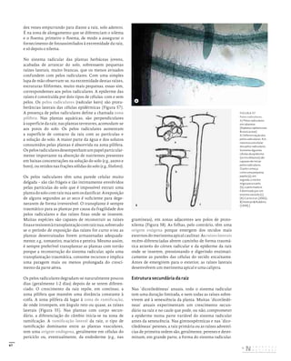 67
dez vezes empurrando para diante a raiz, solo adentro.
É na zona de alongamento que se diferenciam o xilema
e o floema; primeiro o floema, de modo a assegurar o
fornecimento de fotoassimilados à extremidade da raiz,
e só depois o xilema.
No sistema radicular das plantas herbáceas jovens,
acabadas de arrancar do solo, sobressaem pequenas
raízes laterais, muito brancas, que os menos avisados
confundem com pelos radiculares. Com uma simples
lupa de mão observam-se, na extremidade destas raízes,
estruturas filiformes, muito mais pequenas, essas sim,
correspondentes aos pelos radiculares. A epiderme das
raízes é constituída por dois tipos de células: com e sem
pelos. Os pelos radiculares (radicular hairs) são protu-
berâncias laterais das células epidérmicas (Figura 57).
A presença de pelos radiculares define a chamada zona
pilífera. Nas plantas aquáticas, são perpendiculares
à superfície da raiz; nas plantas terrestres, acomodam-se
aos poros do solo. Os pelos radiculares aumentam
a superfície de contacto da raiz com as partículas e
a solução do solo. A maior parte da água e dos solutos
consumidos pelas plantas é absorvida na zona pilífera.
Ospelosradicularesdesempenhamumpapelparticular-
mente importante na absorção de nutrientes presentes
em baixas concentrações na solução do solo (e.g., azoto e
boro), ou retidos nas frações sólidas do solo (e.g., fósforo).
Os pelos radiculares têm uma parede celular muito
delgada – são tão frágeis e tão intimamente envolvidos
pelas partículas do solo que é impossível extrair uma
plantadosolocomraiznuasemosdanificar.Aexposição
de alguns segundos ao ar seco é suficiente para dege-
nerarem de forma irreversível. O transplante é sempre
traumático para as plantas por causa da fragilidade dos
pelos radiculares e das raízes finas onde se inserem.
Muitas espécies são capazes de reconstruir as raízes
finaseresistemàtransplantaçãocomraiznua,sobretudo
se o período de exposição das raízes for curto e/ou as
plantas desenraizadas forem armazenadas adequada-
mente; e.g., tomateiro, macieira e pereira. Mesmo assim,
é sempre preferível transplantar as plantas com torrão
porque a reconstrução do sistema radicular, após uma
transplantação traumática, consome recursos e implica
uma paragem mais ou menos prolongada do cresci-
mento da parte aérea.
Os pelos radiculares degradam-se naturalmente poucos
dias (geralmente 1-2 dias) depois de se terem diferen-
ciado. O crescimento da raiz repõe, em contínuo, a
zona pilífera que mantém uma distância constante à
coifa. A zona pilífera dá lugar à zona de ramificação,
de onde irrompem, em ângulo reto ou quase, as raízes
laterais (Figura 55). Nas plantas com corpo secun-
dário, a diferenciação do câmbio inicia-se na zona de
ramificação. A ramificação lateral da raiz, o tipo de
ramificação dominante entre as plantas vasculares,
tem uma origem endógena, geralmente em células do
periciclo ou, eventualmente, da endoderme (e.g., nas
gramíneas), em zonas adjacentes aos polos de proto-
xilema (Figura 58). As folhas, pelo contrário, têm uma
origem exógena porque emergem dos tecidos mais
externos do meristema apical caulinar. As raízeslaterais
recém-diferenciadas abrem caminho de forma traumá-
tica através do córtex radicular e da epiderme da raiz
onde se inserem, pressionando e digerindo enzimati-
camente as paredes das células do tecido encaixante.
Antes de emergirem para o exterior, as raízes laterais
desenvolvem um meristema apical e uma caliptra.
Estrutura secundária da raiz
Nas ‘dicotiledóneas’ anuais, todo o sistema radicular
tem uma duração limitada, e nem todas as raízes sobre-
vivem até à senescência da planta. Muitas ‘dicotiledó-
neas’ anuais experimentam um crescimento secun-
dário na raiz e no caule que pode, ou não, comprometer
a epiderme numa parte variável do sistema radicular
antes da senescência. Nas gimnospérmicas e nas ‘dico-
tiledóneas’ perenes, a raiz primária ou as raízes adventí-
cias de primeira ordem são, geralmente, perenes e deter-
minam, em grande parte, a forma do sistema radicular.
FIGURA 57
Pelos radiculares.
A) Pelos radiculares
em rabanete
(Raphanus raphanistrum,
Brassicaceae).
B) Diferenciação dos
pelos radiculares. N.b.:
natureza unicelular
dos pelos radiculares.
Somente algumas
células da epiderme
(os tricoblastos) são
capazes de iniciar
pelos radiculares.
O pelo começa
como uma pequena
papila (a); em
seguida, o núcleo
migra para o pelo
(b); o pelo maduro
é dominado por um
enorme vacúolo (c).
[A) Curtis et al. (2002);
B) Holman & Robbins
(1939).]
b
a
c
A
B
DISTRIBUIÇÃO GRATUITA. NÃO É PERMITIDA A COMERCIALIZAÇÃO.
©
 