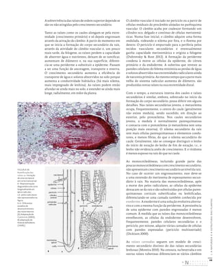 68
I.
A
NATUREZA
E
A
ESTRUTURA
DAS
PLANTAS
Asobrevivênciadasraízesdeordemsuperiordependese
são ou não atingidas pelo crescimento secundário.
Tanto as raízes como os caules alongam-se pela extre-
midade (crescimento primário) e só depois engrossam
através da ativação do câmbio. A partir do momento em
que se inicia a formação do corpo secundário da raiz,
através da atividade do câmbio vascular e, um pouco
mais tarde, da felogene, as raízes perdem a capacidade
de absorver água e nutrientes, deixam de se ramificar,
aumentam de diâmetro e, na sua superfície, diferen-
cia-se uma periderme a substituir a epiderme. Passam
a ter uma função de ancoragem, transporte e reserva.
O crescimento secundário aumenta a eficiência do
transporte de água e solutos absorvidos no solo porque
aumenta a condutividade hidráulica (há mais xilema,
mais impregnado de lenhina). As raízes podem então
afundar-se ainda mais no solo, e estender-se ainda mais
longe, radialmente, em redor da planta.
O câmbio vascular é iniciado no periciclo ou a partir de
células residuais do procâmbio alojadas no parênquima
vascular. O câmbio acaba por coalescer formando um
cilindro oco, delgado e contínuo de células meristemá-
ticas. Numa fase inicial, o câmbio adquire uma forma
ondulada, rodeando o xilema por fora, e o floema por
dentro. O periciclo é empurrado para a periferia pelos
tecidos vasculares secundários e eventualmente
ganha capacidade meristemática e origina a felogene
(Dubrovsky & Rost 2012). A formação da periderme
condena à morte as células da epiderme, do córtex
primário e da endoderme. A suberina que reveste as
paredes celulares do felema minimiza as perdas de água
e solutos absorvidos nas extremidades radiculares ainda
de natureza primária. Ao mesmo tempo que a parte mais
velha do sistema radicular aumenta de diâmetro, são
produzidas novas raízes na sua extremidade distal.
Com o tempo, a estrutura interna dos caules e raízes
secundários é similar, embora, sobretudo no início da
formação do corpo secundário, possa diferir em alguns
detalhes. Nas raízes secundárias jovens, o metaxilema
ocupa, frequentemente, o centro do caule (geralmente
não existe medula), sendo sucedido, em direção ao
exterior, pelo protoxilema. Nos caules secundários
jovens, a medula é normalmente parenquimatosa
e contacta com o protoxilema (o metaxilema tem uma
posição mais externa). O xilema secundário da raiz
tem mais células parenquimatosas e elementos condu-
tores, e menos fibras, do que o xilema secundário do
caule. Geralmente, não se consegue distinguir o lenho
do início de estação do lenho de fim de estação, i.e., o
lenho não evidencia anéis de crescimento. E o ritidoma
é menos espesso na raiz do que no caule.
As monocotiledóneas, incluindo grande parte das
poucasmonocotiledóneascomcrescimentosecundário,
nãoapresentamcrescimentosecundárioaoníveldaraiz.
No caso de ocorrer um engrossamento, este deve-se
a uma extensão do meristema de espessamento secun-
dário à raiz. Na maioria das monocotiledóneas, após
a morte dos pelos radiculares, as células da epiderme
destacam-se da raiz e são substituídas por células paren-
quimatosas corticais suberificadas ou lenhificadas,
diferenciando-se uma camada também conhecida por
exoderme. A exoderme é uma solução evolutiva alterna-
tiva e com a mesma função da periderme. A persistência
de uma epiderme com paredes engrossadas é menos
comum. À medida que as raízes das monocotiledóneas
envelhecem, as células da endoderme desenvolvem,
frequentemente, paredes celulares secundárias e o
periciclo, por mitose, adquire várias camadas de células
com paredes espessadas (periciclo multisseriado)
(Dickison 2000).
As raízes carnudas seguem um modelo de cresci-
mento secundário distinto do das raízes secundárias
lenhosas (Moreira 2010). Na cenoura, na beterraba e em
outras raízes tuberosas diferenciam-se vários câmbios
epiderme
raiz lateral
córtex
periciclo
cilindro
central
primórdio
radicular
meristema
apical
a
b
d
c
meristema
apical
coifa
coifa
periciclo endoderme
FIGURA 58
Ramificação das
raízes. a – Iniciação
de uma raiz lateral
em corte transversal.
b – Representação
diagramática do corte
longitudinal de um
ápice radicular;
n.b.: pelos radiculares
não representados na
figura.
b‑d – Diferentes
estádios de
desenvolvimento
das raízes laterais.
[A) Adaptação de
Curtis et al. (2002);
B) adaptação de
Holman & Robbins
(1939).]
A
B
DISTRIBUIÇÃO GRATUITA. NÃO É PERMITIDA A COMERCIALIZAÇÃO.
©
 