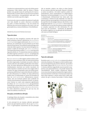 69
concêntricos supranumerários a partir de células paren-
quimatosas. Cada câmbio, além de xilema e floema,
produz uma grande massa de parênquima de reserva.
Na beterraba, é visível a olho nu uma estrutura tecidular
anelar característica, correspondendo cada anel a um
câmbio e aos tecidos a que deu origem.
A estrutura do corpo secundário das plantas é explicada
com mais detalhe no ponto «Estrutura secundária
do caule». A Chave dicotómica 1 faz um resumo da
diferença das estruturas anatómicas do caule e raiz nas
gimnospérmicas, monocotiledóneas e ‘dicotiledóneas’.
MORFOLOGIA EXTERNA DA RAIZ
Tipos de raízes
Do ponto de vista ontogénico, existem três tipos de
raízes: primárias, laterais e adventícias. A raiz primária
(= principal) tem origem embrionária. As raízes laterais
derivam, por ramificação, da raiz primária ou de raízes
adventíciasprimárias.Asuadiferenciaçãoprolonga-seàs
raízes de ordem superior. As raízes laterais designam-se,
quanto à ordem de formação, por raízes secundárias
(raiz lateral de primeira ordem),terciárias(raiz lateral de
segundaordem),etc.Oconjuntodasraízessecundáriase
de ordem superior constitui o cabelame. A tipologia das
raízes é aprofundada no ponto «Metamorfoses da raiz».
As raízes adventícias têm origem caulinar (raízes cauló-
genas) ou, mais raramente, foliar. As raízes provenientes
de raízes engrossadas, localizadas nas partes velhas do
sistema radicular, são também qualificadas como adven-
tícias. As raízes adventícias diferenciam-se em tecidos
imediatamente exteriores aos tecidos vasculares, de
modo a facilitar a conexão vascular com o órgão onde se
inserem. Por regra, são geradas a partir de células paren-
quimatosas definitivas, e menos de células do câmbio ou
de calos (Hartmann et al. 2014a). As raízes adventícias
podem estar (i) preformadas ou serem (ii) formadas ad
novo. As raízes preformadas diferenciam-se natural-
mente, sem um estimulo indutor claro, podendo ser
visíveis exteriormente de diferentes formas, ou perma-
necer imersas no caule como pequenos aglomerados
de células. As raízes formadas ad novo são geralmente
induzidas por trauma (Hartmann et al. 2014a). Em todos
os casos, fala-se de primórdios radiculares adventícios.
As raízes adventícias ramificam-se, por sua vez, em
raízes secundárias, terciárias, etc.
Situação, consistência e direção
A tipologia básica da situação e consistência das raízes
está condensada no Quadro 11.
A raiz principal de um sistema radicular aprumado
possui um geotropismo positivo: diz-se que é profun-
dante. O geotropismo característico da raiz principal
não se mantém, todavia, em todas as raízes laterais
de um sistema radicular aprumado. Quanto à direção,
as raízes secundárias, e de ordem superior, podem ser
profundantes, pouco profundantes ou plagiotrópicas
(próximas da horizontalidade). A plagiotropia facilita
a disseminação tridimensional das raízes pelo solo
e maximiza o volume de solo explorado. As raízes de
plantas lenhosas que progridem na horizontal, próximo
da superfície do solo (plagiotrópicas), têm direito a uma
designação especial: raízes pastadeiras. Estas raízes são
fundamentais na nutrição das plantas porque exploram
as camadas superiores do solo (horizontes O e A),
mais ricas em nutrientes – resultantes da deposição
de resíduos orgânicos ou da aplicação de fertilizantes –
e de maior atividade biológica.
QUADRO 11
Situação e consistência da raiz
Critério Tipo/descrição
Situação Subterrâneas – se imersas no solo; tipo mais frequente.
Aquáticas – próprias de plantas aquáticas, i.e., de plantas que
vivem submersas ou na superfície de massas de água livre.
Aéreas – muito frequentes em lianas e em plantas epífitas,
i.e., plantas não enraizadas no solo, suportadas por outras
plantas.
Consistência Herbáceas – raízes tenras, delgadas e flexíveis.
Lenhosas – raízes lenhificadas e rijas.
Carnudas (= tuberosas) – de grande volume e ricas em água
e substâncias de reserva.
Tipos de radicação
Entende-se por sistema radicular o conjunto de todas as
raízesdeumaplanta.Distinguem-sedoismodelosarqui-
teturais fundamentais de sistema radicular: aprumado e
fasciculado (Figura 59). O sistema radicular aprumado
(= sistema radicular magnolioide; tap root system) é carac-
terístico das gimnospérmicas e da grande maioria das
‘dicotiledóneas’. Neste modelo arquitetural diferen-
cia-seumaraizprincipalprofundantedeorigemembrio-
nária lateralmente ramificada. O sistema aprumado tem
mais raízes espessas, e menos raízes finas e pelos radi-
culares do que o sistema fasciculado. A baixa relação
FIGURA 59
Tipos de sistema
radicular. Sistema
radicular aprumado
das malvas (Malva,
Malvaceae) e sistema
radicular fasciculado
de uma Poaceae.
[Coutinho (1898).]
DISTRIBUIÇÃO GRATUITA. NÃO É PERMITIDA A COMERCIALIZAÇÃO.
©
 