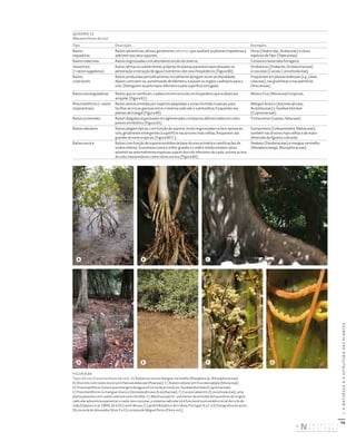 70
I.
A
NATUREZA
E
A
ESTRUTURA
DAS
PLANTAS
FIGURA 60
Tipos de raiz (metamorfoses da raiz). A) Raízes escora no mangue‑vermelho (Rhizophora sp., Rhizophoraceae).
B) Dois nós com raízes escora em Panicum miliaceum (Poaceae). C) Raízes tabular em Ficus macrophylla (Moraceae).
D) Pneumatóforos (raízes que emergem da água em torno da árvore) em Taxodium distichum (Cupressaceae).
E) Pneumatóforos no mangue‑branco (Avicennia africana, Acanthaceae). F) Cuscuta campestris (Convolvulaceae), uma
planta parasita com caules volúveis sem clorofila. G) Mesma espécie – pormenor da emissão de haustórios de origem
radicular adventícia a penetrar o caule; nas cuscutas, o sistema radicular só é funcional num estádio inicial do ciclo de
vida (Dawson et al. 1994). [A e D) Guiné‑Bissau; C) Jardim Botânico de Lisboa, Portugal; A a C e E) fotografias do autor;
D) cortesia de Alexandre Silva; F e G) cortesia de Miguel Porto (Flora‑on).]
QUADRO 12
Metamorfoses da raiz
Tipo Descrição Exemplos
Raízes
trepadoras
Raízes adventícias, aéreas, geralmente adesivas, que auxiliam as plantas trepadeiras a
aderirem aos seus suportes.
Heras (Hedera spp., Araliaceae) e várias
espécies de Piper (Piperaceae).
Raízes tuberosas Raízes engrossadas com abundante tecido de reserva. Cenoura e beterraba forrageira.
Haustórios
(= raízes sugadoras)
Raízes aéreas ou subterrâneas, próprias de plantas parasitas especializadas na
penetração e extração de água e nutrientes dos seus hospedeiros (Figura 60).
Orobancas (Orobanche, Orobanchaceae)
e cuscutas (Cuscuta, Convolvulaceae).
Raízes
contrácteis
Raízes produzidas periodicamente; inicialmente alongam‑se em profundidade,
depois contraem‑se, aumentando de diâmetro, e puxam os órgãos caulinares para o
solo. Distinguem‑se pelo maior diâmetro e pela superfície enrugada.
Frequentes em plantas bulbosas (e.g., Lilium,
Liliaceae), nas gramíneas e nas palmeiras
(Arecaceae).
Raízes estranguladoras Raízes que se ramificam, coalescem em torno de um hospedeiro que acabam por
aniquilar (Figura 61).
Muitos Ficus (Moraceae) tropicais.
Pneumatóforos (= raízes
respiratórias)
Raízes aéreas emitidas por espécies adaptadas a zonas húmidas tropicais, para
facilitar as trocas gasosas entre o sistema radicular e a atmosfera; frequentes nas
plantas de mangal (Figura 60).
Mangue‑branco (Avicennia africana,
Acanthaceae) e Taxodium distichum
(Cupressaceae).
Raízes proteoides Raízes delgadas organizadas em aglomerados compactos diferenciados em solos
pobres em fósforo (Figura 63).
Tremoceiros (Lupinus, Fabaceae).
Raízes tabulares Raízes plagiotrópicas, com função de suporte, muito engrossadas na face oposta ao
solo, geralmente emergentes à superfície nas árvores mais velhas; frequentes nas
grandes árvores tropicais (Figura 60‑C).
Sumaumeira (Ceiba pentandra, Malvaceae);
também nas árvores mais velhas e de maior
dimensão da figueira cultivada.
Raízes escora Raízes com função de suporte emitidas da base do eixo primário e ramificações de
ordem inferior. Gramíneas como o milho‑graúdo e o milho‑miúdo emitem raízes
adventícias anormalmente espessas a partir dos nós inferiores do caule, visíveis acima
do solo, interpretáveis como raízes escora (Figura 60).
Pandanus (Pandanaceae) e mangue‑vermelho
(Rhizophora mangle, Rhizophoraceae).
A
D
B
E
C
F G
DISTRIBUIÇÃO GRATUITA. NÃO É PERMITIDA A COMERCIALIZAÇÃO.
©
 