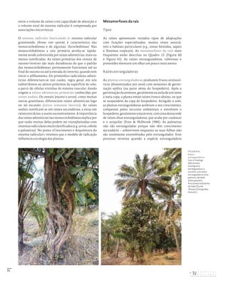 71
entre o volume de raízes com capacidade de absorção e
o volume total do sistema radicular é compensada por
associações micorrízicas.
O sistema radicular fasciculado (= sistema radicular
graminoide, fibrous root system) é característico das
monocotiledóneas e de algumas ‘dicotiledóneas’ Nas
monocotiledóneas a raiz primária atrofia-se rapida-
mente sendo substituída por raízes adventícias, mais ou
menos ramificadas. As raízes primárias dos cereais de
outono-inverno são mais duradouras do que o padrão
das monocotiledóneas: permanecem funcionais até ao
final do outono ou até à entrada do inverno, quando tem
início o afilhamento. Os primórdios radiculares adven-
tícios diferenciam-se nos caules, regra geral, em nós
subterrâneos ou aéreos próximos da superfície do solo,
a partir de células vizinhas do sistema vascular, dando
origem a raízes adventícias primárias conhecidas por
raízes nodais. Os cereais (exceto o arroz), como muitas
outras gramíneas, diferenciam raízes adventícias logo
no nó escutelo (raízes seminais laterais). As raízes
nodais ramificam-se em raízes secundárias, e estas em
raízes terciárias, e assim sucessivamente. A importância
das raízes adventícias nas monocotiledóneas explica por
que razão muitas delas podem ser transplantadas com
sistemasradicularesmuitodanificados(e.g.,arroz,cebola
e palmeiras). No ponto «Crescimento e Arquitetura do
sistema radicular», veremos que o modelo de radicação
influencia a ecologia das plantas.
Metamorfoses da raiz
Tipos
As raízes apresentam variados tipos de adaptações
com funções especializadas, muitas vezes associá-
veis a habitats particulares (e.g., zonas húmidas, sapais
e florestas tropicais). As metamorfoses da raiz mais
frequentes estão descritas no Quadro 12 (Figura 60
e Figura 61). As raízes estranguladoras, tuberosas e
proteoides merecem um olhar um pouco mais atento.
Raízes estranguladoras
As plantas estranguladoras produzem frutos ornitocó-
ricos (disseminados por aves) com sementes de germi-
nação epífita (na parte aérea do hospedeiro). Após a
germinaçãodasemente,geralmentenaaxiladeumramo
a meia copa, a planta emite raízes tronco abaixo, ou que
se suspendem da copa do hospedeiro. Atingido o solo,
as plantas estranguladoras aceleram o seu crescimento,
competem pelos recursos ambientais e envolvem o
hospedeiro,geralmenteumaárvore,comumadensarede
de raízes ditas estranguladoras, que acaba por coalescer
e o aniquilar (Putz & Holbrook 1986). As palmeiras
não são estranguladas porque não têm crescimento
secundário – sobrevivem enquanto as suas folhas não
são totalmente ensombradas pelo estrangulador. Este
processo termina quando a espécie estranguladora
FIGURA 61
Raízes
estranguladoras.
Ficus cf. thonningii
(Moraceae),
uma figueira‑
estranguladora, a
envolver com raízes
estranguladoras uma
palmeira‑dendém
(Elaeis guineensis,
Arecaceae) na bolanha
de Gabú (Guiné‑
‑Bissau). [Fotografias
do autor.]
DISTRIBUIÇÃO GRATUITA. NÃO É PERMITIDA A COMERCIALIZAÇÃO.
©
 