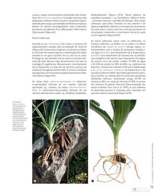 72
I.
A
NATUREZA
E
A
ESTRUTURA
DAS
PLANTAS
ocupa o espaço anteriormente preenchido pelo hospe-
deiro.Asraízesestranguladoras(stranglerroots)sãouma
adaptação a habitats onde as árvores competem vigoro-
samentepeloespaço,porexemplo,emflorestastropicais
densas. As plantas estranguladoras mais conhecidas
pertencem aos géneros Ficus (Moraceae) e Metrosiderus
(Myrtaceae) (Figura 61).
Raízes tuberosas
Entende-se por tuberização das raízes o processo de
engrossamento causado pela acumulação de reservas
(Figura 62). Consoante as espécies, ou até entre ecótipos
e cultivares da mesma espécie, a tuberização das raízes
estende-se, em grau variável, até ao colo ou ao caule.
Prolonga-se, por exemplo, até ao caule em muitas culti-
vares de nabo (Brassica rapa, Brassicaceae) e da raba ou
rutabaga (B. napobrassica, Brassicaceae), concretamente
até ao hipocótilo, e a mais de um entrenó caulinar nas
cultivares forrageiras de beterraba. É correto considerar
quealgumascultivaresdestasespéciesproduzemtubér-
culos aéreos (Figura 95).
As raízes ditas tuberoso-aprumadas (= tuberculo-
so-aprumadas) derivam de um sistema radicular
aprumado; e.g., cenoura. As raízes tuberoso-fascicu-
ladas (= tuberculoso-fasciculadas) derivam de um
sistema radicular fasciculado; e.g., asfódelos (Asphodelus,
Asphodelaceae) (Figura 62-A). Vários géneros de
orquídeas europeias – e.g., Dactylorhiza, Ophrys e Orchis
– possuem, durante o período de floração, duas raízes
tuberosas: uma delas, formada no ano anterior e de
aspecto engelhado, suportou o arranque do crescimento
do caule atual; a outra, mais lisa, com poucos meses de
crescimento, sustentará o crescimento inicial do caule
no ano seguinte (Figura 62-B).
As raízes tuberosas, assim como os tubérculos, os
rizomas tuberosos, os bolbos ou os caules e as folhas
suculentos são órgãos de reserva (storage organs), i.e.,
metamorfoses com a função de armazenar energia e/
/ou água. O amido (um biopolímero de α-D-glucose) e
a inulina (um biopolímero de frutose) são as substân-
cias energéticas de reserva mais frequentes. Os órgãos
de reserva ricos em amido contêm 70–80% de água
e 16–24% de amido (ca. 80% da MS); e.g., tubérculo da
batateira, rizomas dos inhames (Colocasia e Xanthosoma)
e as raízes tuberosas amiláceas da batata-doce e da
mandioca (Hoover 2001). Nos bolbos geralmente preva-
lece a inulina; e.g., cebola e alho. O rizoma do tupinambo
(Helianthus tuberosus, Asteraceae) atinge 14-19% de
inulina na MS e as raízes de chicória 15-20%; os teores
dos inhames do género Dioscorea (Dioscoreaceae) são
muito variáveis (van Loo et al. 1995). A raiz tuberosa
da beterraba-sacarina é cultivada pelo conteúdo em
açúcares solúveis (sacarose) (Figura 62-B).
FIGURA 62
Raízes tuberosas.
A) Raízes tuberoso‑
fasciculadas em
Asphodelus ramosus
(Asphodelaceae).
B) Raízes tuberosas
numa orquidácea
terrestrenaprimavera:
a – raiz tuberosa com
dois anos; b – raiz
tuberosa do ano.
[A) fotografia do
autor; B) cortesia de
Armando Frazão.]
b
a
A B
DISTRIBUIÇÃO GRATUITA. NÃO É PERMITIDA A COMERCIALIZAÇÃO.
©
 