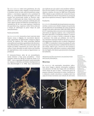 73
As raízes tuberosas (tuber roots), geralmente, são uma
adaptação a habitats onde, chegada a estação favorável,
é vantajoso iniciar no cedo, antes de potenciais compe-
tidores, o crescimento vegetativo e/ou a produção de
flores; e.g., comunidades herbáceas de regiões com uma
estação seca pronunciada, prados ou florestas cadu-
cifólias. A tuberização das raízes, frente à dos caules
aéreos, tem em seu favor a proteção conferida pelo solo
contra alguns grupos de herbívoros (artiodáctilos) e as
inclemências do sol, mas estão expostas à herbivoria
de especialistas (e.g., toupeiras e ralos). Torno a discutir
a função da tuberização no ponto «Tipos de caule
(metamorfoses)».
Raízes proteoides
As raízes proteoides (proteoid ou cluster roots) são raízes
laterais curtas e delgadas de crescimento determi-
nado, organizadas em aglomerados compactos (Figura
63-A,B). As espécies com raízes proteoides habitam
solos pobres em nutrientes e geralmente não têm micor-
rizas (Watt & Evans 1999). Estas raízes extraem do solo
frações de fósforo inacessíveis aos outros tipos radi-
culares. Foram detetadas em pelo menos sete famílias
de angiospérmicas, entre as quais as leguminosas e as
proteáceas.
O tremoceiro-branco, além de ser extraordinaria-
mente eficiente a fixar azoto atmosférico – foram
atingidos valores de 300 kg N fixado/ha (Sulas et al.
2016) –, tem a capacidade de produzir raízes proteoides
em resposta à deficiência de fósforo biodisponível no
solo (Keerthisinghe et al. 1998), duas características
que explicam por que razão é uma excelente melhora-
dora de terras pobres e foi enaltecida pelos agrónomos
clássicos romanos, há mais de 2000 anos (Columella
1941). Admite-se que a eficiência do tremoceiro-branco
a extrair fósforo do solo foi instrumental no sucesso da
agricultura capitalista romana (C. Aguiar in Kron 2014).
Rizobainha
Arizobainha(rhizosheath)nãoépropriamenteumameta-
morfose; consiste num cilindro compacto de partículas
do solo aderentes às extremidades das raízes através do
mucigel e dos pelos radiculares (McCully 1999) (Figura
63-C). A presença desta estrutura está correlacionada,
pelo menos em algumas espécies, com o comprimento
dos pelos radiculares. A rizobainha melhora o contacto
entre o solo e as raízes e facilita a absorção de água
e nutrientes. Cria ainda um ambiente, em torno da
raiz, favorável a bactérias fixadoras de azoto e a outros
microrganismos benéficos para as plantas (Bergmann
et al. 2009). A rizobainha é comum nas plantas de solos
secos (e.g., sistemas dunares); é também fácil de observar
nos cereais. Sabe-se que a secura do solo estimula a
formação de pelos radiculares e aumenta a adesividade
das mucilagens, dois fatores que promovem a formação
de rizobainha.
MODIFICAÇÕES DA RAIZ CAUSADAS POR
MICRORGANISMOS
Micorrizas
As micorrizas são associações mutualistas radicu-
lares entre fungos e plantas («Interações ecológicas
com plantas»). As hifas dos fungos têm um diâmetro
muito menor do que as raízes – atravessam poros de
pequeno diâmetro inacessíveis às raízes, ramificam-se
e coalescem criando uma densa e complexa rede viva
capaz de extrair nutrientes num volume de solo muito
FIGURA 63
Raízes proteoides
e rizobaínha.
A e B) Sistema
radicular de plantas
de tremoceiro‑branco
com três meses
cultivadas num
substrato pobre em
fósforo (areia de praia
lavada). C) Rizobainha
de Elymus farctus
subsp. boreo-atlanticus
(Poaceae), uma
espécie característica
de duna embrionária.
[Experiências e fotos
realizadas pelo autor.]
A B C
DISTRIBUIÇÃO GRATUITA. NÃO É PERMITIDA A COMERCIALIZAÇÃO.
©
 