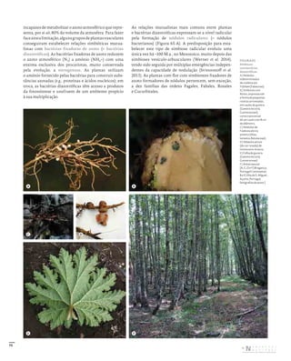 75
incapazes de metabolizar o azoto atmosférico que repre-
senta, por si só, 80% do volume da atmosfera. Para fazer
faceaestalimitação,algunsgruposdeplantasvasculares
conseguiram estabelecer relações simbióticas mutua-
listas com bactérias fixadoras de azoto (= bactérias
diazotróficas). As bactérias fixadoras de azoto reduzem
o azoto atmosférico (N2) a amónio (NH4+) com uma
enzima exclusiva dos procariotas, muito conservada
pela evolução, a nitrogenase. As plantas utilizam
o amónio fornecido pelas bactérias para construir subs-
tâncias azotadas (e.g., proteínas e ácidos nucleicos); em
troca, as bactérias diazotróficas têm acesso a produtos
da fotossíntese e usufruem de um ambiente propício
à sua multiplicação.
As relações mutualistas mais comuns entre plantas
e bactérias diazotróficas expressam-se a nível radicular
pela formação de nódulos radiculares (= nódulos
bacterianos) (Figura 65-A). A predisposição para esta-
belecer este tipo de simbiose radicular evoluiu uma
única vez há ~100 M.a., no Mesozoico, muito depois das
simbioses vesículo-arbusculares (Werner et al. 2014),
tendo sido seguida por múltiplas emergências indepen-
dentes da capacidade de nodulação (Svistoonoff et al.
2013). As plantas com flor com simbiontes fixadores de
azoto formadores de nódulos pertencem, sem exceção,
a dez famílias das ordens Fagales, Fabales, Rosales
e Cucurbitales.
FIGURA 65
Simbioses
com bactérias
diazotróficas.
A) Nódulos
indeterminados
de rizóbios em
Trifolium (Fabaceae).
B) Simbiose com
Nostoc, expressa sob
a forma de pequenas
rosetas arroxeadas,
em caules de gunera
(Gunnera tinctoria,
Gunneraceae);
corte transversal
de um caule com 8 cm
de diâmetro.
C) Nódulos de
Frankenia alni no
amieiro (Alnus
lusitanica, Betulaceae).
D) Nódulos ativos
(de cor rosada) de
tremoceiro‑branco.
E) Folha de gunera
(Gunnera tinctoria,
Gunneraceae).
F) Amial natural.
[A, C, D e F) Bragança,
Portugal Continental;
B e E) Ilha de S. Miguel,
Açores, Portugal;
fotografias do autor.]
A
C
E
D
B
F
DISTRIBUIÇÃO GRATUITA. NÃO É PERMITIDA A COMERCIALIZAÇÃO.
©
 