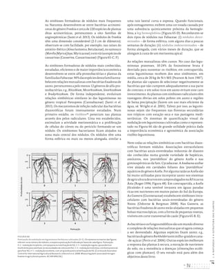 76
I.
A
NATUREZA
E
A
ESTRUTURA
DAS
PLANTAS
As simbioses formadoras de nódulos mais frequentes
na Natureza desenvolvem-se entre bactérias actinomi-
cetas do género Frankia e cerca de 220 espécies de plantas
ditas actinorrízicas, pertencentes a oito famílias de
angiospérmicas (Santi et al. 2013). Os nódulos de Frankia
têm uma dimensão considerável (2-3 cm de diâmetro);
observam-se com facilidade, por exemplo, nas raízes do
amieiro-ibérico(Alnuslusitanica,Betulaceae),nosamouco
(Morella[Myrica]faya,Myricaceae),eemváriasespéciesde
casuarinas (Casuarina, Casuarinaceae) (Figura 65-C, F).
As simbioses formadoras de nódulos mais conhecidas,
estudadas, eficientes e de maior importância económica
desenvolvem-se entre alfa-proteobactérias e plantas da
famíliadasFabaceae.90%dasespéciesdestafamíliaesta-
belecemrelaçõesmutualistascombactériasfixadorasde
azoto, pertencentes a pelo menos 12 géneros de alfa-pro-
teobactérias; e.g., Rhizobium, Mesorhizobium, Sinorhizobium
e Bradyrhizobium. De forma independente, evoluíram
relações simbióticas similares às das leguminosas no
género tropical Parasponia (Cannabaceae) (Santi et al.
2013). Os mecanismos de infeção radicular das bactérias
diazotróficas foram intensamente estudados. Num
primeiro estádio, os rizóbios46
penetram nas plantas
através dos pelos radiculares. Uma vez estabelecidos,
estimulam a atividade meristemática e a proliferação
de células do córtex ou do periciclo formando-se um
nódulo. Os simbiontes bacterianos ficam alojados na
zona mais central dos nódulos. Os nódulos têm uma
forma esférica ou mais ou menos alongada, similar a
uma raiz lateral curta e espessa. Quando funcionais,
após esmagamento, exibem uma cor rosada causada por
uma substância quimicamente próxima da hemoglo-
bina, a leg-hemoglobina (Figura 65-D). Reconhecem-se
dois tipos de nódulos nas Fabaceae: (i) nódulos deter-
minados – de forma esférica, com alguns dias a poucas
semanas de duração; (ii) nódulos indeterminados – de
forma alongada, com vários meses de duração, que se
alongam à custa de um meristema apical.
As relações mutualistas têm custos. No caso das legu-
minosas pratenses, 10-24% da fotossíntese bruta é
desviada para sustentar os rizóbios; em contrapartida,
estas leguminosas recebem dos seus simbiontes, em
média, cerca de 20 kg de N/t MS (Pearson & Ison 1987).
As plantas são capazes de selecionar negativamente as
bactérias que não cumprem adequadamente a sua parte
do contrato, e em solos ricos em azoto evitam este caro
investimento.Asplantascomsimbiosesradicularestêm
vantagens óbvias em solos pobres em azoto e regiões
de baixa precipitação (fazem um uso mais eficiente da
água, vd. Wright et al. 2001). Talvez por isso, as legumi-
nosas sejam tão frequentes nas florestas secundárias
nos trópicos com estação seca e nas pastagens medi-
terrânicas. Os sistemas de quantificação visual da
nodulação em leguminosas cultivadas como o represen-
tado na Figura 66 são de grande utilidade prática dada
a importância económica e agronómica da associação
rizóbio-leguminosa.
Nem todas as relações simbióticas com bactérias diazo-
tróficas formam nódulos. Associações extracelulares
com bactérias azuis-esverdeadas redutoras de diazoto
são conhecidas numa grande variedade de hepáticas,
antóceros, nos ‘pteridófitos’ do género Azolla e nas
gimnospérmicas da fam. Cycadaceae. A Anabaena azollae
vive alojada em cavidades foliares dos ‘pteridófitos’
aquáticosdogéneroAzolla.PoralgumarazãoasAzollasão
há muito utilizadas para incorporar azoto nos sistemas
deagriculturadearrozemcamposalagadosnaÁfricaena
Ásia (Roger 1996; Figura 48). Em contrapartida, a Azolla
filiculoides é uma temível invasora em águas paradas
ricas em nutrientes em muitos países do Sul da Europa.
As Gunnera (Gunneraceae) estabelecem simbioses intra-
celulares com bactérias azuis-esverdeadas do género
Nostoc (Osborne & Bergman 2008). Nas Gunnera, as
bactérias fixadoras de azoto estão alojadas em pequenas
bolsas macroscópicas, com a forma de pequenas rosetas,
visíveis em corte transversal do caule (Figura 65-B, E).
Asbactériaseosfungosendófitossãoummundodiverso
e complexo de relações mutualistas que só agora começa
a ser desvendado. Algumas espécies fixam azoto; e.g.,
bactériasdogéneroBurkholderiaemmilho-graúdoecana-
-de-açúcar (Perin et al. 2006). Outras espécies melhoram
a resposta das plantas à secura, a extração de nutrientes
do solo, ou a resistência a doenças («Interações ecoló-
gicas com plantas»). O seu estudo está para além dos
objetivos deste livro.
0
3
1
<5
>10
<5
>10
5-10
5-10
>10
4
Pontuação
Profundidade
do
solo
2
5
0
cm
5
0
cm
5
FIGURA 66
Pontuação da nodulação em leguminosas herbáceas cultivadas (0-5). Os números no interior das figuras
referem‑se ao número de nódulos; a respetiva pontuação é indicada por baixo de cada figura. Pontuação:
0-2 – nodulação incipiente, com pequena ou nula fixação de N2; 2-3 – nodulação regular, que poderá ser
insuficiente para satisfazer as necessidades da cultura em N2; 3-4 – nodulação muito boa, com bom potencial
para fixar N2; 4-5 – nodulação excelente, com um grande potencial de fixação de N2. [Cortesia de Australian
Centre for International Agricultural Research; Unkovich et al. 2008. Measuring plant‑associated nitrogen
fixation in agricultural systems. ACIAR MN136.]
DISTRIBUIÇÃO GRATUITA. NÃO É PERMITIDA A COMERCIALIZAÇÃO.
©
 