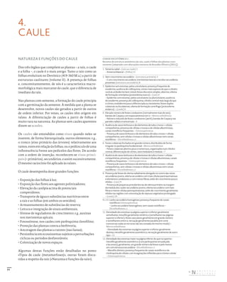 77
NATUREZA E FUNÇÕES DO CAULE
Dos três órgãos que compõem as plantas – a raiz, o caule
e a folha –, o caule é o mais antigo. Tanto a raiz como as
folhas evoluíram no Devónico (419-360 M.a.) a partir de
estruturas caulinares (volume II). A presença de folhas
e, concomitantemente, de nós é a característica macro-
morfológica mais marcante do caule, que o diferencia de
imediato da raiz.
Nas plantas com semente, a formação do caule principia
com a germinação da semente. À medida que a planta se
desenvolve, novos caules são gerados a partir de outros
de ordem inferior. Por vezes, os caules têm origem em
raízes. A diferenciação de caules a partir de folhas é
muito rara na natureza. As plantas sem caules aparentes
dizem-se acaules.
Os caules são entendidos como eixos quando neles se
inserem, de forma hierarquizada, outros elementos; e.g.,
o tronco (eixo primário das árvores) relativamente aos
ramos,estesemrelaçãoàsfolhas,ouopedúnculodeuma
inflorescência frente aos pedicelos das flores. De acordo
com a ordem de inserção, reconhecem-se eixos princi-
pais (= primários), secundários, e assim sucessivamente.
O mesmo raciocínio foi aplicado às raízes.
O caule desempenha doze grandes funções:
• Exposição das folhas à luz;
• Exposição das flores aos agentes polinizadores;
• Elevação da canópia acima de potenciais
competidores;
• Transporte de água e substâncias nutritivas entre
a raiz e as folhas (em ambos os sentidos);
• Armazenamento de substâncias de reserva;
• Leitura e integração de sinais ambientais;
• Síntese de reguladores de crescimento; e.g., auxinas
nos meristemas apicais;
• Fotossíntese, nos caules com parênquima clorofilino;
• Proteção das plantas contra a herbivoria;
• Ancoragem das plantas a tutores (nas lianas);
• Persistência em ecossistemas sujeitos a perturbações
cíclicas ou períodos desfavoráveis;
• Colonização de novos espaços.
Algumas destas funções estão detalhadas no ponto
«Tipos de caule (metamorfoses)», outras foram discu-
tidas a respeito da raiz («Natureza e funções da raiz»).
4.
CAULE
CHAVE DICOTÓMICA 1
Resumo da estrutura anatómica da raiz, caule e folhas das plantas-com-
semente (adaptado com alterações menores de Brandão Oliveira [2011])
1. Simetria radial – (raiz ou caule) 2
– Simetria bilateral – (folha) 11
2. Sem crescimento secundário – (estrutura primária) 3
– Com crescimento secundário; meristemas laterais e tecidos secundários
presentes (estrutura secundária) 8
3. Epiderme sem estomas; pelos unicelulares; presença frequente de
exoderme; ausência de colênquima; córtex mais espesso do que o cilindro
central; endoderme bem visível; feixes discretos simples, alternos; xilema
de formação centrípeta (protoxilema exarco) – (raiz) 4
– Epiderme com estomas; pelos unicelulares ou pluricelulares; ausência
de exoderme; presença de colênquima; cilindro central mais largo do que
o córtex; endoderme pouco diferenciada ou inexistente; feixes duplos
colaterais ou bicolaterais; xilema de formação centrífuga (protoxilema
endarco) – (caule) 6
4. Elevado número de feixes condutores (normalmente mais de seis);
bandas de Caspary com espessamentos em U – Monocotiledóneas
– Número reduzido de feixes condutores (até 6); bandas de Caspary nas
paredes radiais e transversais – 5
5. Ausência de vasos lenhosos e de elementos de tubo crivoso + células
companheiras; presença de células crivosas e de células albuminosas;
canais resiníferos frequentes – Gimnospérmicas
– Presença de vasos lenhosos e de elementos de tubo crivoso + células
companheiras; sem células crivosas e células albuminosas nem canais
resiníferos – Dicotiledóneas s.l.
6. Feixes colaterais fechados em grande número, distribuídos de forma
irregular no parênquima fundamental – Monocotiledóneas
– Feixes colaterais abertos pouco numerosos, organizados num cilindro
central; diferenciação de córtex, raios medulares e medula – 7
7. Ausência de vasos lenhosos e de elementos de tubo crivoso + células
companheiras; presença de células crivosas e células albuminosas; canais
resiníferos frequentes – Gimnospérmicas
– Presença de vasos lenhosos e de elementos de tubo crivoso + células
companheiras; sem células crivosas e células albuminosas nem canais
resiníferos – Dicotiledóneas s.l.
8. Presença de feixes de xilema radialmente alongado no centro das raízes
secundárias jovens; xilema secundário com mais células parenquimatosas
e elementos condutores, e com menos fibras; anéis de crescimento pouco
nítidos – (raiz) 9
– Presença de pequenas protuberâncias de xilema primário na margem
da medula dos caules secundários jovens; xilema secundário com mais
fibras e menos células parenquimatosas; anéis de crescimento geralmente
nítidos nas regiões com uma estação de repouso vegetativo prolongado
– (caule) 10
9 e 10. Lenho secundário homogéneo; presença frequente de canais
resiníferos Gimnospérmicas
– Lenho secundário heterogéneo; sem canais resiníferos –
Dicotiledóneas s.l.
11. Densidade dos estomas na página superior e inferior geralmente
semelhante; mesofilo geralmente simétrico (semelhante nas páginas
superior e inferior); feixes vasculares geralmente em grande número
e semelhantes entre si; nervação geralmente paralela (em corte
transversal, todas as nervuras são seccionadas do mesmo modo) –
Monocotiledóneas
– Densidade dos estomas na página superior e inferior geralmente
distinta; mesofilo geralmente assimétrico; nervação geralmente de outro
tipo – 12
12. Densidade dos estomas maior na página inferior do que na superior;
mesofilo geralmente assimétrico (com parênquimas em paliçada
e lacunoso); geralmente, um grande número de feixes e pelo menos
um com estrutura secundária – Dicotiledóneas s.l.
– Mesofilo distinto; presença frequente de canais resiníferos e de
clorênquima de células com invaginações infletidas para o lúmen celular
– Gimnospérmicas
DISTRIBUIÇÃO GRATUITA. NÃO É PERMITIDA A COMERCIALIZAÇÃO.
©
 