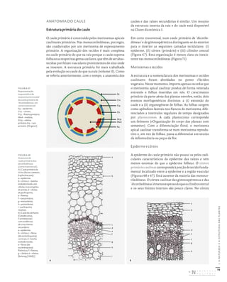 78
I.
A
NATUREZA
E
A
ESTRUTURA
DAS
PLANTAS
ANATOMIA DO CAULE
Estrutura primária do caule
O caule primário é construído pelos meristemas apicais
caulinares primários. Nas monocotiledóneas, por regra,
são coadjuvados por um meristema de espessamento
primário. A organização dos tecidos é mais complexa
no caule primário do que na raiz porque o caule suporta
folhaseasrespetivasgemasaxilares,quetêmdeserabas-
tecidas por feixes vasculares provenientes do eixo onde
se inserem. A estrutura primária foi mais trabalhada
pela evolução no caule do que na raiz (volume II). Como
se referiu anteriormente, com o tempo, a anatomia dos
caules e das raízes secundárias é similar. Um resumo
da estrutura interna da raiz e do caule está disponível
na Chave dicotómica 1.
Em corte transversal, num caule primário de ‘dicotile-
dóneas’ e de gimnospérmicas distinguem-se do exterior
para o interior as seguintes camadas tecidulares: (i)
epiderme, (ii) córtex (primário) e (iii) cilindro central
(Figura 67). Esta organização é menos clara ou inexis-
tente nas monocotiledóneas (Figura 71).
Meristemas e tecidos
A estrutura e a nomenclatura dos meristemas e tecidos
caulinares foram abordadas no ponto «Tecidos
vegetais». Neste momento, importa apenas recordar que
o meristema apical caulinar produz de forma reiterada
entrenós e folhas inseridas em nós. O crescimento
primário da parte aérea das plantas envolve, então, dois
eventos morfogenéticos distintos: a (i) extensão do
caule e a (ii) organogénese de folhas. As folhas surgem
como apêndices laterais nos flancos do meristema, dife-
renciados a intervalos regulares de tempo designados
por plastocronos. A cada plastocrono corresponde
um fitómero («Organização do corpo das plantas com
semente»). Com a diferenciação floral, o meristema
apical caulinar transforma-se num meristema reprodu-
tivo e, em vez de folhas, passa a diferenciar estruturas
da inflorescência ou peças da flor.
Epiderme e córtex
A epiderme do caule primário não possui os pelos radi-
culares característicos da epiderme das raízes e tem
menos estomas do que a epiderme folhear. O córtex
primáriocaulinarcorrespondeàporçãodetecidofunda-
mental localizado entre a epiderme e a região vascular
(Figuras 68 e 67). Está ausente da maioria das monoco-
tiledóneas. O córtex caulinar das gimnospérmicas e das
‘dicotiledóneas’émenosespessodoqueocilindrocentral
e os seus limites internos são pouco claros. No córtex
FIGURA 67
Representação
esquemática da
anatomia entrenodal
do caule primário de
‘dicotiledóneas’ em
corte transversal:
Ep. – epiderme;
Ctx. – córtex;
Fl.p. – floema primário;
Med. – medula;
Xil.p. – xilema
primário; Ra. – raio
primário. [Original.]
FIGURA 68
Anatomia do
caule primário das
dicotiledóneas
(corte transversal).
A) Caule primário de
rícino (Ricinus communis,
Euphorbiaceae):
a – epiderme;
b – córtex; c – bainha
endodermoide com
células ricas em grãos
de amido; d – células
de parênquima;
e – floema;
f – raio primário;
g – metaxilema;
h – protoxilema;
i – parênquima
medular.
B) Caule de cânhamo
(Cannabis sativa,
Cannabaceae)
com evidências
de crescimento
secundário:
a – epiderme;
b – córtex; c – fibras
(de esclerênquima)
corticais; d – bainha
endodermoide;
e – fibras (de
esclerênquima)
floémicas; f – floema;
g – câmbio; h – xilema.
[Belzung (1900).]
Ep.
Ctx.
Fl.p.
Cb.
Xil.p.
Med.
Ra.
b
a
c
d
e
f
g
i
h
b
a
c
d
e
g
f
h
A B
DISTRIBUIÇÃO GRATUITA. NÃO É PERMITIDA A COMERCIALIZAÇÃO.
©
 