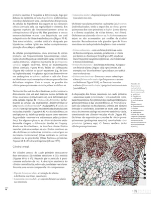 79
primário caulinar é frequente a diferenciação, logo por
debaixo da epiderme, de uma hipoderme («Meristemas
e tecidos» da raiz) com uma a várias células de espessura.
As células da hipoderme distinguem-se das restantes
células corticais pela sua regularidade e simetria. Em
algumas espécies são fotossinteticamente ativas ou
colenquimatosas (Figura 69). Nas gramíneas e outras
monocotiledóneas ocorre, com frequência, um anel
subepidérmico de fibras de esclerênquima (Figura 70-B).
Esta zona tecidular, também cortical e designada por
hipoderme, confere rigidez aos caules e complementa a
proteção oferecida pela epiderme.
As células parenquimatosas mais externas do córtex
primário são frequentemente fotossintéticas; consti-
tuem um clorênquima e contribuem para a cor verde dos
caules primários. Dispersos na matriz de parênquima
cortical surgem escleritos, fibras de esclerênquima
(fibras corticais; Figura 68-B), feixes de colênquima
(Figura 69) e células ou canais secretores (e.g., de látex
na Euphorbiaceae). Nas plantas aquáticas desenvolve-se
um aerênquima no córtex caulinar e radicular. Estes
tecidos foram amplamente discutidos no ponto «Tecidos
definitivos simples». Com o tempo, as paredes das
células parenquimatosas corticais podem lenhificar-se.
Nointeriordocauledasdicotiledóneas,ocórtexcontacta
diretamente com um anel mais ou menos definido de
feixes vasculares (cilindro central), ou é delimitado por
uma camada regular de células endodermoides (seme-
lhantes às células da endoderme), desenvolvendo-se
uma bainha endodermoide47
(Rudal 2007). A bainha de
amidoéumtipodebainhaendodermoidedecélulascom
inclusõesdeamido(Figura68-A).Nasdicotiledóneas,os
amiloplastos da bainha de amido atuam como sensores
da gravidade – movem-se e sedimentam pela ação desta
força. Em algumas plantas, as células da bainha endo-
dermoide chegam a diferenciar bandas de Caspary.
Ainda nas dicotiledóneas, na interface córtex-cilindro
vascular pode desenvolver-se um cilindro contínuo, ou
não, de fibras extraxilémicas primárias, com origem no
meristema fundamental (fibras corticais ou perivas-
culares) ou no procâmbio (fibras floémicas primárias;
Figuras 68-B e 69, «Esclerênquima») (Esau 1977).
Cilindro central
No cilindro central do caule primário destacam-se
duas estruturas: (i) os feixes vasculares e (ii) a medula
(Figuras 68-A e 67). Recordo que o periciclo é prati-
camente exclusivo da raiz. A descrição anatómica do
cilindro central incide, sobretudo, nos feixes vasculares.
No caule, este estudo compreende três componentes:
• Tipo de feixe vascular – arrumação do xilema
e do floema nos feixes vasculares;
• Anatomia entrenodal – arranjo dos feixes vasculares
nos entrenós;
• Anatomia nodal – disposição espacial dos feixes
vasculares nos nós.
Os feixes vasculares primários caulinares são discretos
(individualizados, tendo a separá-los as células paren-
quimatosas dos raios primários) e duplos (com o xilema
e o floema acoplados, de várias formas, nos feixes).
Os feixes vasculares são abertos ou fechados consoante
sejam ou não atravessados por cordões de câmbio
vascular. Reconhecem-se três grandes tipos de feixes
vasculares no caule primário das plantas com semente:
• Feixes colaterais – com um feixe de xilema e outro
de floema contíguos, estando, geralmente, o xilema
por dentro e o floema por fora (Figura 69); condição
mais frequente nas gimnospérmicas, ‘dicotiledóneas’
e monocotiledóneas;
• Feixes bicolaterais – dois feixes de floema a flanquear
um feixe de xilema (Figura 110); tipo comum, por
exemplo, nas ‘dicotiledóneas’ apocináceas, cucurbitá-
ceas e solanáceas;
• Feixes concêntricos – floema ao centro rodeado por
xilema (feixes anfivasais, tipo frequente nas mono-
cotiledóneas; Figura 91-B ), ou floema a circundar
o xilema (feixes anficrivais, tipo primitivo comum nos
‘pteridófitos’).
A disposição dos feixes vasculares no caule primário
– anatomias nodal e entrenodal – tem uma forte corre-
laçãofilogenética.Nosentrenósdoscaulesprimáriosdas
gimnospérmicas e das ‘dicotiledóneas’, os feixes vascu-
lares são colaterais ou bicolaterais, abertos, em número
limitado e uniformes. Dispõem-se num anel concên-
trico, de contorno análogo ao contorno exterior do caule,
constituindo um cilindro vascular nítido (Figura 69).
Os feixes são separados por camadas de células paren-
quimatosas (parênquima vascular) constituindo raios
primários (primary rays). O floema também inclui
células parenquimatosas.
FIGURA 69
Anatomia do
caule primário
de, dicotiledóneas,
(corte transversal):
a – epiderme;
b – hipoderme;
c – colênquima;
d – esclerênquima
(fibras
perivasculares);
e – floema primário;
f – câmbio;
g – xilema primário;
h – parênquima
cortical. N.b.: feixes
colaterais. [Adaptado
de Curtis et al. (2002);
interpretação das
estruturas anatómicas
da responsabilidade
do autor.]
b
h
f
g
e
a
c
d
DISTRIBUIÇÃO GRATUITA. NÃO É PERMITIDA A COMERCIALIZAÇÃO.
©
 