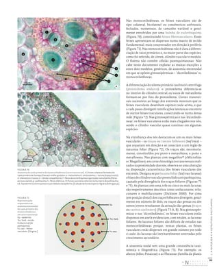 80
I.
A
NATUREZA
E
A
ESTRUTURA
DAS
PLANTAS
Nas monocotiledóneas, os feixes vasculares são de
tipo colateral, bicolateral ou concêntricos anfivasais,
fechados, numerosos, de tamanho variável e geral-
mente envolvidos por uma bainha de esclerênquima
(Figura 70), constituindo feixes fibrovasculares. Estes
feixes apresentam-se dispersos numa matriz de tecido
fundamental, mais concentrados em direção à periferia
(Figura 71). Nas monocotiledóneas não é clara a diferen-
ciação de raios primários e, na maior parte das espécies,
como foi referido, de córtex, cilindro vascular e medula.
O floema não contém células parenquimatosas. Não
cabe neste documento explorar as muitas exceções a
estes dois modelos, genéricos, de anatomia entrenodal
em que se opõem gimnospérmicas + ‘dicotiledóneas’ vs.
monocotiledóneas.
A diferenciação do xilema primário caulinar é centrífuga
(protoxilema endarco): o protoxilema diferencia-se
no interior do cilindro central; os vasos de metaxilema
formam-se por fora do protoxilema. Cortes transver-
sais sucessivos ao longo dos entrenós mostram que os
feixes vasculares desenham espirais caule acima, e que
a cada passo divergem ramificações laterais ao encontro
de outros feixes vasculares, conectando-se numa densa
rede (Figura 72). Nas gimnospérmicas e nas ‘dicotiledó-
neas’, os feixes vasculares estão mais chegados nos nós,
sendo o cilindro vascular quase contínuo em algumas
espécies.
Na vizinhança dos nós destacam-se um ou mais feixes
vasculares – os traços ou rastros folheares (leaf trace) –
que arqueiam em direção e se conectam a um órgão de
natureza foliar (Figura 72). Os traços são, necessaria-
mente, constituídos por proto e metaxilema, e proto e
metafloema. Nas plantas com megafilos48
(«Microfilos
vs.Megafilos»),emcorteshistológicostransversaisreali-
zados na proximidade dos nós, observa-se uma alteração
na disposição característica dos feixes vasculares dos
entrenós. Designa-se por lacuna foliar (leaf trace lacunae)
ohiatodocilindrovascularpreenchidocomparênquima,
causado pela divergência dos traços foliares (Figuras 73
e 75). As plantas com uma, três ou cinco ou mais lacunas
são respetivamente descritas como unilacunares, trila-
cunares e multilacunares (Dickison 2000). Por cima
(em posição distal) dos traços folheares divergem, geral-
mente em número de dois, os traços das gemas ou dos
ramos jovens resultantes da ativação das gemas (traços
ou rastros caulinares) (Figura 73-A, B). Nas gimnospér-
micas e nas ‘dicotiledóneas’, os feixes vasculares estão
dispostos em anel e evidenciam, com nitidez, as lacunas
foliares. As lacunas foliares são difíceis de estudar nas
monocotiledóneas porque, nestas plantas, os feixes
vasculares estão dispersos em grande número por todo
o caule. As lacunas são inevitavelmente soterradas pelo
crescimento secundário.
A anatomia nodal tem uma grande consistência taxo-
nómica e filogenética (Figura 73). Por exemplo, os
abetos (Abies, Pinaceae) e as Theaceae (família da planta
b
h
f
g
c
d
e
a
23 μm
0,095 mm
FIGURA 70
Anatomia do caule primário de monocotiledóneas (corte transversal). A) Feixes colaterais fechados do
caule primário de Zea mays (Poaceae) «milho‑graúdo»: a – metaxilema; b – protoxilema; c – lacuna (espaço vazio);
d – elementos crivosos; e – células companheiras; f – fibras de esclerênquima organizadas numa bainha (fibras
perivasculares); g – parênquima; h – fibras xilémicas. B) Feixes vasculares emersos numa matriz de parênquima:
n.b.: hipoderme esclerenquimatosa por debaixo da epiderme. [Coleção da Escola Superior Agrária de Bragança.]
Ep.
Tec. fund.
Fx. vasc.
FIGURA 71
Representação
esquemática da
anatomia entrenodal
do caule primário das
monocotiledóneas
em corte transversal
Ep. – epiderme;
Tec. fund. – tecido
fundamental (de
parênquima);
Fx. vasc. – feixes
vasculares. [Original.]
A
B
DISTRIBUIÇÃO GRATUITA. NÃO É PERMITIDA A COMERCIALIZAÇÃO.
©
 