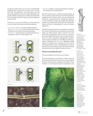 81
do chá) são unilacunares com um traço. O Ginkgo biloba
(Ginkgoaceae) é unilacunar com dois traços. A maior
parte das ‘dicotiledóneas’ são trilacunares com três
traços. Nas gramíneas e noutras monocotiledóneas com
grandes bainhas envaginantes, as folhas são abastecidas
por um grande número de traços que partem dispersos
de todo o caule.
Consoante a estrutura da medula, os caules primários
ou com escasso crescimento secundário podem ser:
• Fistulosos – ocos, i.e., com uma cavidade tubulosa,
de medula fistulosa; e.g., caule da maioria das monoco-
tiledóneas como sejam as Poaceae (gramíneas);
• Medulosos – preenchido por um tecido esponjoso; e.g.,
sabugueiro e videira-europeia (Figura 74);
• Maciços (= sólidos) – medula não esponjosa, condição
mais frequente nas ‘dicotiledóneas’.
Nos dois últimos casos, a medula está preenchida, de
forma contínua ou descontínua, por tecido fundamental
(parênquima de diversos tipos), com uma importante
função de armazenamento de substâncias orgânicas
ou, eventualmente, de água. Na medula (não fistulosa)
podem ocorrer diferentes combinações de colênquima,
escleritos, fibras de esclerênquima e canais secretores
(Figura 79).
Ameduladoscaulesjovenscomcrescimentosecundário
não contacta diretamente com a medula dos ramos mais
velhos, de ordem inferior, onde se inserem. Em corte
transversal, é geralmente visível, a olho nu, uma breve
descontinuidade. Pela mesma razão, a medula é descon-
tínua nos caules simpodiais («Alongamento rameal»).
A interrupção da medula nos simpódios de videira-eu-
ropeia é conhecida por diafragma (Magalhães 2008)
(Figura 74). Quanto mais meduloso for um caule de
uma planta lenhosa, maior a sensibilidade dos cortes ao
efeito do frio, razão pela qual não se deve podar a videira
no pino do inverno nas regiões vitícolas mais frias.
Estrutura secundária do caule
Primeiras etapas do crescimento secundário
Namaioriadasplantascomsemente,oxilemaeofloema
primários são funcionais durante um curto período de
tempo e substituídos por congéneres secundários. Duas
exceções: o ciclo das plantas pode ser demasiado curto
FIGURA 72
Anatomia internodal
do caule primário.
Sistema vascular
primário de Solanum
tuberosum (Solanaceae).
N.b.: espirais
desenhadas pelos
feixes vasculares
e os traços que
deles divergem em
direção às folhas.
[Artschwager (1918).]
FIGURA 73
Anatomia nodal:
representação
diagramática de
traços e lacunas em
caules primários.
A) Caule primário de
folhas alternas com
uma lacuna foliar
(corte longitudinal em
cima, corte transversal
em baixo).
B) Caule primário de
folhas alternas com
uma lacuna foliar
e outra caulinar:
Legenda da duas
figuras: cilindro central
a verde, tecidos
parenquimatosos
em branco e traços
em negro; a – lacuna
foliar; b – traço foliar;
c – lacuna caulinar;
d – traço caulinar;
t – corte transversal.
[Original.]
FIGURA 74
Anatomia nodal nos
simpódios. Diafragma
de um sarmento
atempado de videira.
[Fotografia do autor.]
FIGURA 75
Anatomia
nodal. O loendro
(Nerium oleander,
Apocynaceae) é uma
espécie unilacunar
com três folhas por
nó. Na fotografia
observam‑se os
rastos e as lacunas de
duas folhas em corte
transversal. [Curtis
et al. (2002).]
FIGURA 73
FIGURA 74 FIGURA 75
c
d
a
b
B
a
b
A
t1
t3
t2
t1
t2 t3
A
DISTRIBUIÇÃO GRATUITA. NÃO É PERMITIDA A COMERCIALIZAÇÃO.
©
 