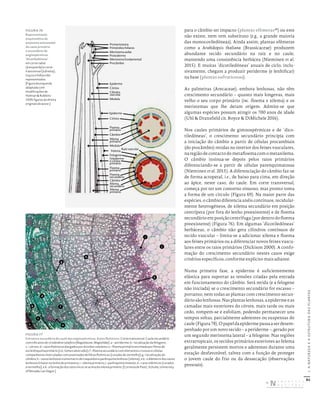 82
I.
A
NATUREZA
E
A
ESTRUTURA
DAS
PLANTAS
para o câmbio ter impacto (plantas efémeras49
) ou este
não existe, nem tem substituto (e.g., a grande maioria
das monocotiledóneas). Ainda assim, plantas efémeras
como a Arabidopsis thaliana (Brassicaceae) produzem
abundante tecido secundário na raiz e no caule,
mantendo uma consistência herbácea (Nieminen et al.
2015). E muitas ‘dicotiledóneas’ anuais de ciclo, inclu-
sivamente, chegam a produzir periderme (e lenhificar)
na base (plantas sufruticosas).
As palmeiras (Arecaceae), embora lenhosas, não têm
crescimento secundário – quanto mais longevas, mais
velho o seu corpo primário (inc. floema e xilema) e os
meristemas que lhe deram origem. Admite-se que
algumas espécies possam atingir os 700 anos de idade
(Uhl & Dransfield cit. Boyce & DiMichele 2016).
Nos caules primários de gimnospérmicas e de ‘dico-
tiledóneas’, o crescimento secundário principia com
a iniciação do câmbio a partir de células procambiais
(do procâmbio) retidas no interior dos feixes vasculares,
na região de contacto do metafloema com o metaxilema.
O câmbio insinua-se depois pelos raios primários
diferenciando-se a partir de células parenquimatosas
(Nieminen et al. 2015). A diferenciação do câmbio faz-se
de forma acropetal, i.e., de baixo para cima, em direção
ao ápice, neste caso, do caule. Em corte transversal,
começa por ter um contorno sinuoso, mas pronto toma
a forma de um círculo (Figura 69). Na maior parte das
espécies, o câmbio diferencia anéis contínuos, tecidular-
mente heterogéneos, de xilema secundário em posição
centrípeta (por fora do lenho preexistente) e de floema
secundário em posição centrífuga (por dentro do floema
preexistente) (Figura 76). Em algumas ‘dicotiledóneas’
herbáceas, o câmbio não gera cilindros contínuos de
tecido vascular – limita-se a adicionar xilema e floema
aos feixes primários ou a diferenciar novos feixes vascu-
lares entre os raios primários (Dickison 2000). A confir-
mação do crescimento secundário nestes casos exige
critérios específicos, conforme explicito mais adiante.
Numa primeira fase, a epiderme é suficientemente
elástica para suportar as tensões criadas pela entrada
em funcionamento do câmbio. Será retida (e a felogene
não iniciada) se o crescimento secundário for escasso –
portanto, nem todas as plantas com crescimento secun-
dário são lenhosas. Nas plantas lenhosas, a epiderme e as
camadas mais exteriores do córtex, mais tarde ou mais
cedo, rompem-se e esfoliam, podendo permanecer uns
tempos soltas, parcialmente aderentes ou suspensas do
caule(Figura78).Opapeldaepidermepassaaserdesem-
penhado por um novo tecido – a periderme –, gerado por
um segundo meristema lateral – a felogene. Nas regiões
extratropicais, os tecidos primários exteriores ao felema
geralmente persistem mortos e aderentes durante uma
estação desfavorável, talvez com a função de proteger
o jovem caule do frio ou da dessecação (observações
pessoais).
FIGURA 76
Representação
esquemática da
anatomia entrenodal
do caule primário
e secundário de
angiospérmicas
‘dicotiledóneas’
em corte radial
(à esquerda) e corte
transversal (à direita);
traços e folhas não
representados.
[Figura da esquerda
adaptada com
modificações de
Holman & Robbins
1939; figuras da direita
originais do autor.]
FIGURA 77
Estrutura secundária do caule das angiospérmicas. Raios floémicos. Corte transversal. Caule secundário
com três anos de Liriodendron tulipifera (Magnoliaceae, Magnoliidae): a – periderme; b – localização da felogene;
c – córtex; d – raios floémicos alargados por divisões celulares; e – floema primário encimado por fibras de
esclerênquima primário (n.b.: lúmen obstruído); f – floema secundário com elementos crivosos e células
companheiras intercaladas com assentadas de fibras floémicas (coradas de vermelho); g – localização do
câmbio; h – vasos lenhosos numa matriz de traqueídos e parênquima lenhoso (xilema); n.b.: o diâmetro dos vasos
lenhosos é maior no lenho de primavera; i – xilema primário; j – parênquima medular; k – raios xilémicos (corados
a vermelho); n.b.: a formação dos raios inicia‑se acima do xilema primário. [Cortesia de Paul J. Schulte, University
of Nevada, Las Vegas.]
Promeristema
Primórdios foliares
Meristema axilar
Protoderme
Meristema fundamental
Procâmbio
Epiderme
Epiderme
Córtex
Medula
Felema
Raio vascular
Câmbio
Felogene
Feloderme
e córtex
primário
Floema
primário
Floema
secundário
Xilema
secundário
Xilema
primário
Câmbio
Xilema
primário
Floema
primário
Córtex
Cilindro
vascular
Medula
b
h
i
j
k
f
g
c
d
e
a
DISTRIBUIÇÃO GRATUITA. NÃO É PERMITIDA A COMERCIALIZAÇÃO.
©
 