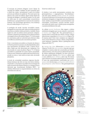 83
A iniciação da primeira felogene ocorre depois da
iniciação do câmbio, também da parte proximal para
a distal dos caules, normalmente a partir de tecidos
corticais por debaixo da epiderme. Na maior parte das
plantas com corpo secundário, algum tempo depois da
iniciação da felogene, a periderme muda a cor do caule
de verde para as cores acastanhadas características
do felema (v.i.), que geralmente se associa com as plantas
lenhosas. Na terminologia agronómica, esta mudança
de cor é conhecida por atempamento.
A produção de tecido vascular secundário inuma,
esmagadosnocentrodocaule,todosostecidosprimários
interiores ao câmbio (xilema primário e medula). Nesta
região do caule secundário jovem persistem, tempora-
riamente, pequenas protuberâncias de xilema primário
na margem externa da medula (Figura 77). Uma estação
de crescimento pode ser suficiente para eliminar todas
as evidências anatómicas de crescimento primário.
Com o crescimento secundário, as funções do xilema e
do floema primários passam a ser desempenhadas pelos
seus equivalentes secundários. Todo o xilema secun-
dário, desde que não descartado por cladoptose, fica
encarcerado no corpo da planta (Figura 77). O floema
secundário é produzido em muito menor quantidade.
Comoseverá,ofloemasecundárionãofuncionaléincor-
porado na casca e, mais tarde ou mais cedo, excretado
pela planta.
A título de curiosidade anatómica, algumas dicotile-
dóneas lenhosas não têm um mas sim vários câmbios,
resultando o crescimento secundário da acumulação de
anéis sucessivos de xilema e floema; e.g., mangue-branco
(Avicennia spp., Acanthaceae) (Carlquist 2007) – os
câmbios diferenciam-se sequencialmente ou vários em
simultâneo de cada vez.
Sistemas radial e axial
O câmbio é um tecido meristemático exclusivo das
gimnospérmicas e angiospérmicas ‘dicotiledóneas’,
com dois tipos celulares (células iniciais do câmbio):
(i)iniciaisfusiformese(ii)iniciaisdosraios;asprimeiras
axialmente alongadas, as segundas sem uma dimensão
maior. Ambos os tipos dividem-se periclinalmente com
intensidade. Ciclicamente, ocorrem divisões anticli-
nais radiais de modo a que o câmbio possa acompanhar
o aumento de diâmetro do caule.
As células iniciais fusiformes dão origem a células
axialmente alongadas que, no seu conjunto, constituem
o sistema axial (Figura 85). Nas gimnospérmicas, o
sistema axial é constituído por células crivosas, células
albuminosas,traqueídoseparênquimaaxial(Figura79).
O sistema axial é bem mais complexo nas angiospér-
micas; inclui elementos crivosos, células companheiras,
vasos lenhosos, traqueídos, fibras e parênquima axial
(Figuras 85, 80 e 77).
As iniciais dos raios diferenciam o sistema radial
(Figuras 79 e 85). Os raios vasculares (vascular rays) que
compõem o sistema radial são constituídos por bandas
radiais estreitas, com uma a poucas células de espessura,
de células radialmente alongadas. Os raios vasculares
têm uma porção floémica (raio floémico, phloem ray)
e outra xilémica (raio xilémico, xylem ray). Há menos
tipos celulares no sistema radial do que no sistema axial.
O raios são essencialmente constituídos por parên-
quima radial de dois tipos, parênquima radial xilémico
ou parênquima radial floémico. Nas gimnospérmicas
FIGURA 78
Esfoliação dos
tecidos primários
exteriores ao felema
num ramo de dois anos
de ginjeira (Prunus
cerasus, Rosaceae)
no final do mês de
abril. A epiderme
e as camadas mais
exteriores do córtex
das plantas lenhosas
extratropicais
destacam‑se,
geralmente, no
início do segundo
ano do crescimento.
[Fotografia do autor.]
FIGURA 79
Estrutura secundária
do caule das
gimnospérmicas.
Corte transversal
de um caule jovem
de Pinus sp. (Pinaceae,
Pinidae) com
abundante córtex
primário: a – canal
resinífero;b–felogene,
com formação
de felema para o
exterior; c – xilema
primário colapsado;
d – floema secundário
intercalado com raios
floémicos;
e – xilema secundário;
f – localização do
câmbio; g, h – raios
xilémicos. N.b.: xilema
pormenorizado na
Figura 82. [Coleção
da Escola Superior
Agrária de Bragança.]
b
h
f
g
c
d
e
a
FIGURA 79
FIGURA 78
DISTRIBUIÇÃO GRATUITA. NÃO É PERMITIDA A COMERCIALIZAÇÃO.
©
 