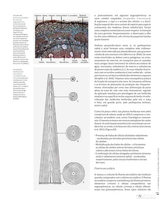 84
I.
A
NATUREZA
E
A
ESTRUTURA
DAS
PLANTAS
e, pontualmente, em algumas angiospérmicas, os
raios contêm traqueídos (traqueídos transversais).
A espessura, o tipo e o arranjo das células, e a distri-
buição espacial dos raios variam de espécie para espécie
(«Anatomia das madeiras [breve referência]»). Existe
uma complexa nomenclatura a este respeito. A remoção
da casca permite, frequentemente, a observação a olho
nu dos raios xilémicos, sob a forma de pequenas bandas
quase lineares.
Embora perpendiculares entre si, os parênquimas
radial e axial formam uma complexa rede tridimen-
sional, interconectada por plasmodesmos, que guarnece
o lenho de um continuo vivo (Morris etal. 2016). Os raios
estão envolvidos na defesa contra patógenos, no arma-
zenamento de reservas, no transporte para as camadas
mais antigas (mais interiores) do xilema secundário de
água, nutrientes, substâncias de reserva e substâncias
de preservação da madeira (v.i.). As suas relações funcio-
nais com os tecidos condutores é mal conhecida – talvez
previnamoucorrijamaemboliadoselementostraqueais
(Knipfer et al. 2016). Vejamos uma consequência prática
da função de transporte dos raios. As invasoras arbóreas
e as árvores de plantações de produção são, frequente-
mente, eliminadas por corte raso (eliminação da parte
aérea na zona do colo com uma motosserra), seguido
da aplicação imediata por pincelagem de um herbicida
sistémico na superfície recém-exposta do lenho. A redis-
tribuição das moléculas herbicidas pela raiz e toiça
é feita, em grande parte, pelo parênquima lenhoso,
axial e radial.
Como há pouco referi, nas plantas herbáceas sem anéis
conspícuos de xilema, pode ser difícil comprovar o cres-
cimento secundário com cortes histológicos transver-
sais. O mesmoacontece em muitos exemplares de caules
fósseis.Aconfirmaçãoanatómicadocrescimentosecun-
dáriofaz-se,então,combaseemtrêscritérios(Gerrienne
et al. 2011) (Figura 82):
• Presença de fiadas de células alinhadas radialmente
– produzidas por divisões periclinais das células
do câmbio;
• Multiplicação das fiadas de células – ciclicamente,
as células do câmbio sofrem divisões anticlinais
radiais e adicionam novas fiadas de xilema;
• Combinação de células alongadas axialmente (sistema
axial) e radialmente (sistema radial) – produzidas,
respetivamente, pelas iniciais fusiformes e iniciais
dos raios.
Floema secundário
A massa e o volume do floema secundário são residuais
quando comparados com o xilema secundário. O floema
secundário comporta, à semelhança do floema primário,
elementos crivosos e células companheiras nas
angiospérmicas, ou células crivosas e células albumi-
nosas nas gimnospérmicas. Estes tipos celulares são
Epiderme
Câmbio Vaso xilémico Raio xilémico
Floema
primário
Floema
secundário
Felema Felogene Córtex primário + C. secundário Bainha de
esclerênquima
FIGURA 80
Estrutura secundária
do caule das
angiospérmicas.
Corte transversal
de um caule jovem
de Robinia (Fabaceae).
Comparar com
Figura 76. N.b.:
iniciação da felogene
em camadas externas
do córtex, epiderme
prestes a ser exfoliada,
posição exterior do
floema primário frente
ao floema secundário,
massas de parênquima
(raios primários)
entre os feixes de
floema primário, e
raios xilémicos em
contacto com os raios
floémicos. [Adaptado
de Curtis et al. (2002).]
FIGURA 81
Idealização do
crescimento
secundário de um
tronco de uma árvore
com dez anos. Corte
radial à esquerda;
corte transversal à
direita. N.b.: o colapso
da medula e que o
xilema mais antigo
está no interior e
na base do tronco
[Holman & Robbins
(1939).]
A
109 8 7 6 5 4 32 1 1 2 34 5 6 7 8910
E
D
C
B
DISTRIBUIÇÃO GRATUITA. NÃO É PERMITIDA A COMERCIALIZAÇÃO.
©
 