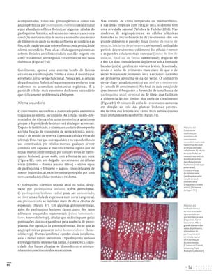 85
acompanhados, tanto nas gimnospérmicas como nas
angiospérmicas, por parênquima floémico axial e radial
e por abundantes fibras floémicas. Algumas células do
parênquima floémico, sobretudo nos raios, recuperam a
condição meristemática de modo a acomodar o aumento
de diâmetro do caule na região do floema secundário e as
forças de tração geradas sobre o floema pela produção de
xilema secundário. Para tal, as células parenquimatosas
sofrem divisões anticlinais-radiais que dão origem, em
corte transversal, a triângulos característicos nos raios
floémicos (Figura 77-d).
Geralmente, apenas uma estreita banda de floema
situado na vizinhança do câmbio é ativo. À medida que
envelhece, torna-se não funcional. Por sua vez, as células
do parênquima floémico frequentemente evoluem para
escleritos ou acumulam substâncias ergásticas. É a
partir de células mais exteriores do floema secundário
que ciclicamente se diferencia a felogene.
Xilema secundário
O crescimento secundário é dominado pelos elementos
traqueais do xilema secundário. As células recém-dife-
renciadas de xilema têm uma consistência gelatinosa
porque a deposição de lenhina está ainda por acontecer.
Depois de lenhificado, o xilema secundário desempenha
a tripla função de transporte de seiva xilémica, estru-
tural e de tecido de reserva (apenas as células vivas do
xilema). Uma vez que os traqueídos e os vasos lenhosos
são constituídos por células mortas, qualquer árvore
combina um espesso e mecanicamente rígido core de
tecido morto (interrompido por cordões vivos de parên-
quima lenhoso), grosso modo, com a forma de um cone
(Figura 81), com um delgado revestimento de células
vivas (câmbio + floema [exceto fibras] + vários tipos
de parênquima + felogene + alguns tipos celulares de
menor importância), exteriormente protegido por uma
nova camada de células mortas, o ritidoma.
O parênquima xilémico, seja ele axial ou radial, desig-
na-se por parênquima lenhoso (xylem parenchyma).
O parênquima lenhoso radial pode ser unisseriado,
se tiver uma célula de espessura num corte tangencial,
ou plurisseriado se ostentar mais de duas células de
espessura (Figura 87). Em algumas gimnospérmicas,
além do parênquima lenhoso, fazem parte dos raios
xilémicos traqueídos transversais (raios heterocelu-
lares, heterocelular rays), células que se distinguem pelas
pontuações das suas paredes e pela ausência de proto-
plasma. Por oposição às gimnospérmicas, diz-se que as
angiospérmicas possuem raios homocelulares (homo-
celular rays). Outras ‘coníferas’ contêm ainda no xilema,
axial e radial, canais resiníferos. O parênquima lenhoso
é invulgarmente espesso nas lianas, o que explica a capa-
cidade das lianas plicadas se distenderem e acompa-
nharem o crescimento dos seus tutores.
Nas árvores de clima temperado ou mediterrânico,
e nas áreas tropicais com estação seca, o câmbio tem
uma atividade sazonal (Worbes & Fichtler 2010). Nas
madeiras de angiospérmicas, as células xilémicas
formadas no início da estação de crescimento têm um
grande diâmetro e paredes finas (lenho de início de
estação, inicial ou de primavera; springwood); no final do
período de crescimento, o diâmetro das células é menor
e as paredes celulares mais espessas (lenho de fim de
estação, final ou de verão; summerwood) (Figuras 83
e 84). Os dois tipos de lenho depõem-se sob a forma de
bandas (anéis) geralmente visíveis à vista desarmada,
sendo o lenho de primavera mais claro do que o de
verão. Nos anos de primavera seca, a estrutura do lenho
de primavera aproxima-se da do verão. O somatório
destas duas camadas constitui um anel de crescimento
(= camada de crescimento). No final de cada estação de
crescimento é frequente a formação de uma banda de
parênquima axial terminal ou de fibras que facilitam
a diferenciação dos limites dos anéis de crescimento
(Figura 81). O número de anéis de crescimento aumenta
em direção ao colo das plantas lenhosas perenes.
Os tecidos das árvores são tanto mais velhos quanto
mais profundos e basais forem (Figura 81).
Copyright 2011 ‑ Cornell University Plant Anatomy Collection (CUPAC)
FIGURA 82
Critérios de
confirmação
anatómica do
crescimento
secundário num corte
transversal do caule:
a) células alinhadas
radialmente; b) adição
de novas fiadas de
traqueídos através de
divisões anticlinais
das células iniciais
fusiformes (indicação
pelas setas);
c) coocorrência
de sistema radial
(parênquima radial
corado de azul)
e sistema axial
(traqueídos corados
a rosa). [Pormenor
da Figura 79.]
FIGURA 83
Lenho de início e
de final de estação
e porosidade em
anel em Quercus rubra
(Fagaceae). Corte
transversal. N.b.: o
grande diâmetro dos
vasos de primavera,
a faixa linear de
parênquima axial
terminal a marcar
o fim da estação
de crescimento.
[Cortesia da Cornell
University Plant
Anatomy Collection.]
DISTRIBUIÇÃO GRATUITA. NÃO É PERMITIDA A COMERCIALIZAÇÃO.
©
 
