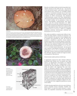 86
I.
A
NATUREZA
E
A
ESTRUTURA
DAS
PLANTAS
Quando a atividade cambial procede sem grandes inter-
rupções, formam-se dois anéis por ano – um de início
e outro de final de estação –, para avaliar a idade de um
caule lenhoso basta contá-los. Se a atividade cambial
é suspensa e novamente retomada uma ou mais vezes
a meio da estação de crescimento, formam-se anéis
complexos de difícil interpretação. Este fenómeno
é particularmente comum sob clima mediterrânico,
onde muitas plantas lenhosas evidenciam dois períodos
de atividade cambial, um na primavera e outro no
outono, interrompidos, respetivamente, pela secura
estival e pelo frio invernal (Cherubini et al. 2003).
As flutuações interanuais das variáveis ambientais (e.g.,
precipitaçãoetemperatura)influenciamaespessurados
anéis e a densidade do lenho. Este facto permite datar
madeiras (dendrocronologia) e inferir as condições
ambientais pretéritas (reconstrução ambiental por
técnicas de dendroclimatologia).
Nos caules secundários, as partes mais velhas (e inte-
riores) do lenho perdem a função de transporte e de
reserva (mantêm a de suporte), e ficam relegadas para
as camadas mais profundas do caule. No intuito de
aumentar a resistência a parasitas, muitas espécies
enchem estas células com resinas, gomas e ceras produ-
zidas no câmbio, e são transportadas e depositadas pelas
células dos raios xilémicos. Diferencia-se, assim, uma
parte mais escura e interna do lenho – o cerne, durame,
duramen ou lenho inativo (heartwood) – de outra parte
clara, externa e parcialmente funcional e com alguns
tecidos vivos – o borne, alburno ou lenho ativo (sapwood;
Figura 86). O cerne e o borne nem sempre se apresentam
bem definidos. Quando invadido for fungos do lenho,
o cerne perde cor: descolora-se.
Anatomia das madeiras (breve referência)
A organização espacial dos tipos celulares xilémicos
produzidos pelo câmbio tem um grande valor diag-
nóstico na identificação microscópica de madeiras
(Ferreirinha 1958). Para tal, é indispensável a obser-
vação dos três cortes referidos na Figura 18: (i) trans-
versal, (ii) radial e (iii) tangencial. Em corte trans-
versal, os elementos traqueais, fibras e parênquima
lenhoso do sistema axial surgem com formas poligonais;
oselementosdosistemaradialtomamformasalongadas
no sentido do raio do caule (Figuras 83 e 85). Em corte
radial ocorre o inverso, as células do sistema axial obser-
vam-se no sentido do seu maior comprimento e as
pontuações das células com paredes secundárias são
visíveis; os elementos do sistema radial observam-se
sob a forma de pequenos polígonos (Figuras 85 e 87).
A morfologia do corte tangencial aproxima-se da dos
cortes radiais.
O lenho das gimnospérmicas não tem vasos lenhosos,
apenas traqueídos (exceto Gnetidae). Também não
inclui fibras e os raios são muito estreitos e unisse-
riados. Os traqueídos transversais são praticamente
FIGURA 85
Anatomia do lenho
das angiospérmicas.
Representação dos
cortes transversal,
tangencial e radial
de um tronco
(Ferreirinha 1958).
Ritidona
Alburno
Cerne
Localização do câmbio
b
c
c
d
a
Corte transversal
Corte tangencial
Corte radial
Raio
multisseriado
Raio
unisseriado
Parênquima lenhoso
Perfuração
Perfurações
Células marginais
Vasos
Raio
Fibras
FIGURA 84
Anéis de crescimento. Lenho de início e fim de estação. Tronco de ulmeiro (Ulmus minor, Ulmaceae) com trinta
e oito anos cortado próximo do colo (da base): a – localização do câmbio; b – nó solto; c – nó firme ; d ‑ inserção de
uma pernada correspondente ao nó firme assinalado. A idade da árvore foi avaliada contando o número de anéis
até à casca. A grande quantidade de lenho de tração mostra que a árvore estava francamente inclinada. Os nós
firmes poderão corresponder a pernadas da árvore. O nó solto pertence a um ramo morto incorporado no tronco
em consequência do aumento de diâmetro da árvore. [Fotografia do autor.]
FIGURA 86
Cerne e alburno na
cameleira (Camelia
japonia, Theaceae).
DISTRIBUIÇÃO GRATUITA. NÃO É PERMITIDA A COMERCIALIZAÇÃO.
©
 