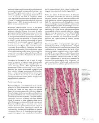 87
exclusivos das gimnospérmicas, não estando presentes
em todas as espécies. O parênquima lenhoso axial é raro
aausente.Nasespéciescomresina–asresinosasnagíria
silvícola (e.g., pináceas e cupressáceas) – desenvolvem-se
canais de resina50
por entre os traqueídos, delimi-
tados por células parenquimatosas secretoras de resina
(Figura 79). Nas gimnospérmicas, o lenho de primavera
é mais espesso e difícil de destrinçar do lenho de verão
(não se formam anéis evidentes).
A estrutura das madeiras das folhosas, i.e., das árvores
angiospérmicas, envolve arranjos variados de vasos
lenhosos, traqueídos, fibras e vários tipos de parên-
quima axial e radial. Em algumas espécies, os elementos
de vaso têm um diâmetro suficientemente grande para
se distinguirem na forma de pequenos poros a olho nu.
Com uma simples lupa de bolso de 10-15x veem-se bem
os raios e o arranjo geral dos componentes do xilema
secundário. Na terminologia de anatomia das madeiras,
os vasos lenhosos são poros, e é habitual falar-se em
lenho homogéneo (Figura 79) e lenho heterogéneo
(Figura 83) para diferenciar o lenho das gimnospér-
micas (sem elementos dos vasos) do lenho das angios-
pérmicas (com elementos dos vasos). No ponto anterior,
compareiaestruturadoparênquimalenhosodefolhosas
e resinosas, outro tópico fundamental de anatomia
das madeiras.
Consoante se distingam ou não os anéis de cresci-
mento, as madeiras de angiospérmicas são designadas
na gíria florestal, respetivamente, por madeiras de poro-
sidade difusa (e.g., Betula e Alnus, e grande parte das
árvores tropicais) e de porosidade em anel (e.g., Quercus,
Fagaceae). Nas árvores de porosidade em anel, o trans-
porte xilémico realiza-se geralmente no lenho de 1 a 3
anos, e o armazenamento de substâncias de reserva até
ao lenho de 8 anos. Nas árvores de porosidade difusa,
o transporte e armazenamento penetra mais profunda-
mente no lenho (Shigo 1991).
Periderme e ritidoma
A primeira felogene caulinar diferencia-se em camadas
profundas do córtex, subepidermicamente em camadas
externas do córtex (na maior parte das espécies;
Figura 80) ou mesmo a partir da epiderme. A felogene
é constituída por células meristemáticas isodiamétricas
que diferenciam felema para o exterior e feloderme para
o interior. O conjunto «feloderme + felogene + felema»
constitui a periderme. O felema tem uma evidente
função de proteção. As pilhas radiais de células mortas
suberificadascaracterísticasdofelemasãomaisespessas
do que a feloderme, que se resume a umas poucas
camadas de células parenquimatosas com função de
reserva. Algumas árvores, sobretudo nos trópicos, têm
troncos verdes, porque as células da feloderme possuem
cloroplastos (Figura 94-B). No período de mais intenso
crescimento vegetativo (em maio/junho, no hemisfério
Norte),frequentementeétãofácildestacarofelemapela
felogene, como a casca pelo câmbio (Figura 88-C).
Numa fase inicial do funcionamento da felogene,
os estomas são circundados (por debaixo da epiderme)
por tecido suberoso (felema), que se destaca no fundo
verde da epiderme pela sua cor acastanhada ou averme-
lhada. Nos ramos atempados (lenhificados), os estomas
são substituídos por pequenas saliências na casca, com
um pequeno poro no centro, designadas por lentículas
(lenticels). Constituem as lentículas aglomerados pouco
organizados de células mortas, não ou escassamente
impregnadas de suberina, por onde, todavia, se realizam
algumas trocas gasosas com o exterior (Figura 88-D).
Infelizmente, são também uma porta aberta para
parasitas e herbívoros. As lentículas são difíceis de
identificar nos caules lenhosos de ritidoma espesso,
escuro e rugoso.
A maioria das células da felogene divide-se pelo plano
periclinal (Figura 88-E). Consequentemente, a felogene
não é capaz de acompanhar o aumento do diâmetro dos
caules e rompe-se. Por esse motivo, tem de ser ciclica-
mente renovada, por regra todos os anos, através da dife-
renciação de uma nova felogene por dentro da anterior, a
partir de tecidos do floema secundário. A diferenciação
de um novo felema isola e induz a morte de todos os
tecidos a ele exteriores. A reiteração do processo leva
à justaposição concêntrica de várias peridermes, por
vezes, visíveis a olho nu sob a forma de bandas estreitas.
Nas plantas lenhosas adultas, apelida-se de ritidoma
FIGURA 87
Parênquima lenhoso
unisseriado (a)
e plurisseriado (b)
em corte tangencial
de Ilex aquifolium
(Aquifoliaceae).
N.b.: comparar com
Figura 85. [Curtis et al.
(2002).]
b
a
DISTRIBUIÇÃO GRATUITA. NÃO É PERMITIDA A COMERCIALIZAÇÃO.
©
 