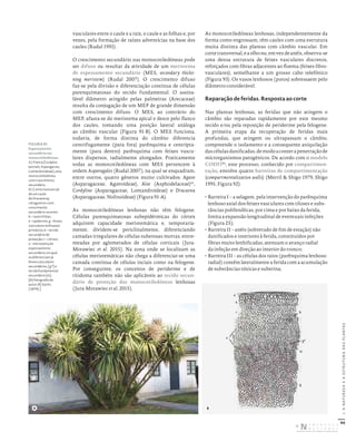90
I.
A
NATUREZA
E
A
ESTRUTURA
DAS
PLANTAS
vasculares entre o caule e a raiz, o caule e as folhas e, por
vezes, pela formação de raízes adventícias na base dos
caules (Rudal 1991).
O crescimento secundário nas monocotiledóneas pode
ser difuso ou resultar da atividade de um meristema
de espessamento secundário (MES, secondary thicke-
ning meristem) (Rudal 2007). O crescimento difuso
faz-se pela divisão e diferenciação contínua de células
parenquimatosas do tecido fundamental. O assina-
lável diâmetro atingido pelas palmeiras (Arecaceae)
resulta da conjugação de um MEP de grande dimensão
com crescimento difuso. O MES, ao contrário do
MEP, afasta-se do meristema apical e desce pelo flanco
dos caules, tomando uma posição lateral análoga
ao câmbio vascular (Figura 91-B). O MES funciona,
todavia, de forma distinta do câmbio: diferencia
centrifugamente (para fora) parênquima e centripta-
mente (para dentro) parênquima com feixes vascu-
lares dispersos, radialmente alongados. Praticamente
todas as monocotiledóneas com MES pertencem à
ordem Asparagales (Rudal 2007), na qual se enquadram,
entre outros, quatro géneros muito cultivados: Agave
(Asparagaceae, Agavoideae), Aloe (Asphodelaceae)51
,
Cordyline (Asparagaceae, Lomandroideae) e Dracaena
(Asparagaceae, Nolinoideae) (Figura 91-A).
As monocotiledóneas lenhosas não têm felogene.
Células parenquimatosas subepidérmicas do córtex
adquirem capacidade meristemática e, temporaria-
mente, dividem-se periclinalmente, diferenciando
camadas irregulares de células suberosas mortas, entre-
meadas por aglomerados de células corticais (Jura-
Morawiec et al. 2015). Na zona onde se localizam as
células meristemáticas não chega a diferenciar-se uma
camada contínua de células inciais como na felogene.
Por conseguinte, os conceitos de periderme e de
ritidoma também não são aplicáveis ao tecido secun-
dário de proteção das monocotiledóneas lenhosas
(Jura-Morawiec et al. 2015).
As monocotiledóneas lenhosas, independentemente da
forma como engrossam, têm caules com uma estrutura
muita distinta das plantas com câmbio vascular. Em
cortetransversal,eaolhonu,emvezdeanéis,observa-se
uma densa estrutura de feixes vasculares discretos,
reforçados com fibras adjacentes ao floema (feixes fibro-
vasculares), semelhante a um grosso cabo telefónico
(Figura 93). Os vasos lenhosos (poros) sobressaem pelo
diâmetro considerável.
Reparação de feridas. Resposta ao corte
Nas plantas lenhosas, as feridas que não atingem o
câmbio são reparadas rapidamente por este mesmo
tecido e/ou pela reposição de periderme pela felogene.
A primeira etapa da recuperação de feridas mais
profundas, que atingem ou ultrapassam o câmbio,
compreende o isolamento e a consequente aniquilação
dascélulasdanificadas,demodoaconterapenetraçãode
microrganismos patogénicos. De acordo com o modelo
CODIT52
, este processo, conhecido por compartimen-
tação, envolve quatro barreiras de compartimentação
(compartmentalization walls) (Merril & Shigo 1979, Shigo
1991; Figura 92):
• Barreira I – a selagem, pela intervenção do parênquima
lenhoso axial dos feixes vasculares com tiloses e subs-
tâncias polifenólicas, por cima e por baixo da ferida,
limita a expansão longitudinal de eventuais infeções
(Figura 25);
• Barreira II – anéis (sobretudo de fim de estação) não
danificados e interiores à ferida, constituídos por
fibras muito lenhificadas, atenuam o avanço radial
da infeção em direção ao interior do tronco;
• Barreira III – as células dos raios (parênquima lenhoso
radial) contêm lateralmente a ferida com a acumulação
de substâncias tóxicas e suberina;
FIGURA 91
Espessamento
secundário nas
monocotiledóneas.
A) Fiteira (Cordyline
australis, Asparagaceae,
Lomandroideae), uma
monocotiledónea
com crescimento
secundário.
B) Corte transversal
de um caule
de Dracaena sp.
«dragoeiro» com
crescimento
secundário recente:
b – rastro foliar;
e – epiderme; g – feixes
vasculares anfivasais
primários; k – tecido
secundário de
proteção; r – córtex;
x – meristema de
espessamento
secundário, no qual
se diferenciam já
feixes vasculares
secundários, (g*) e
tecido fundamental
secundário (st).
[A) fotografia do
autor; B) Sachs
(1874).]
b
e
k
r
x
g*
st
g
A B
DISTRIBUIÇÃO GRATUITA. NÃO É PERMITIDA A COMERCIALIZAÇÃO.
©
 